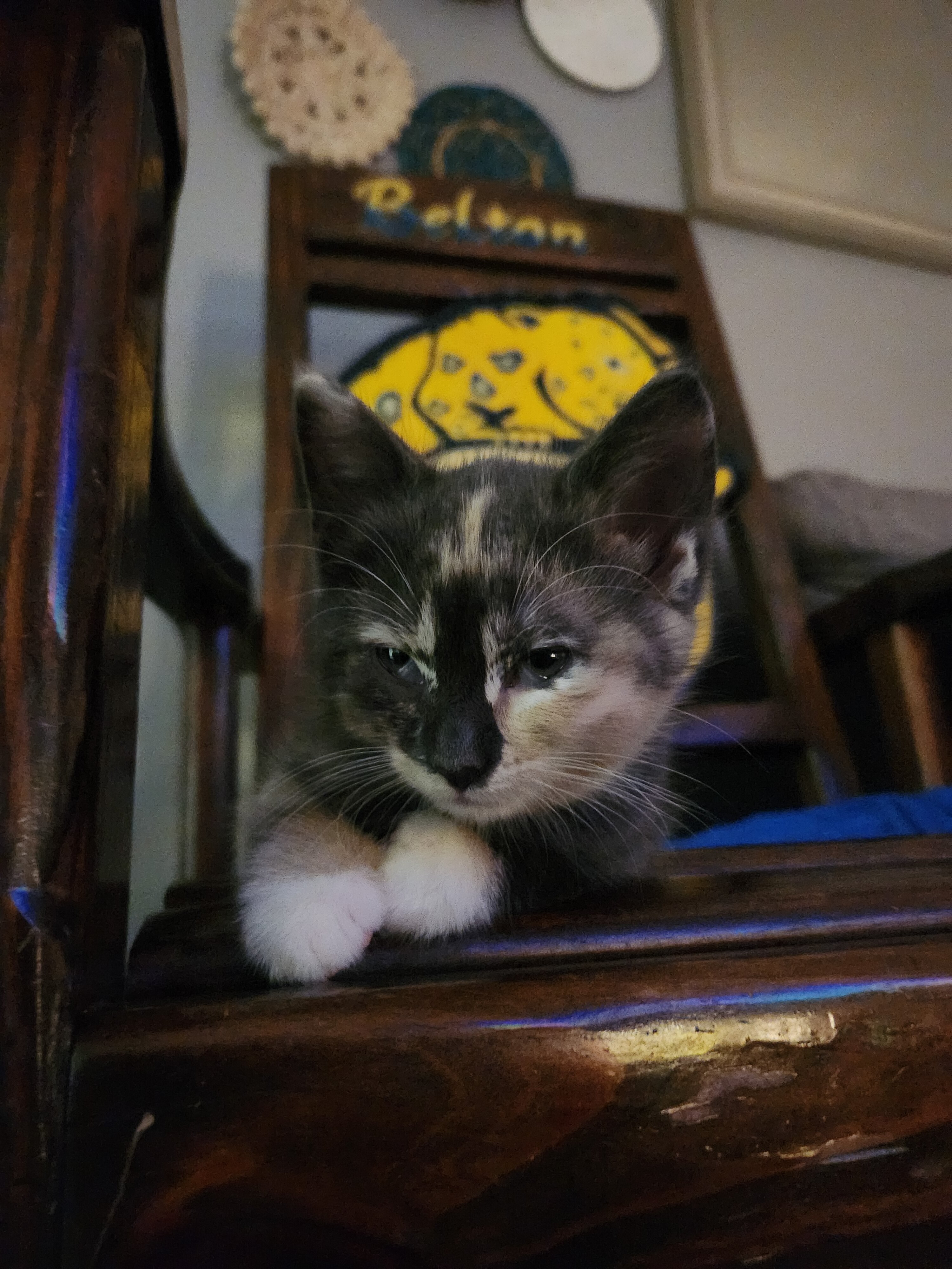 Kitten image 3