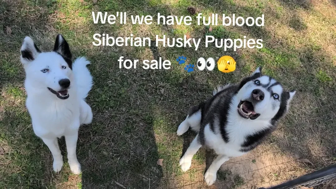 Siberian Husky Puppies image 10