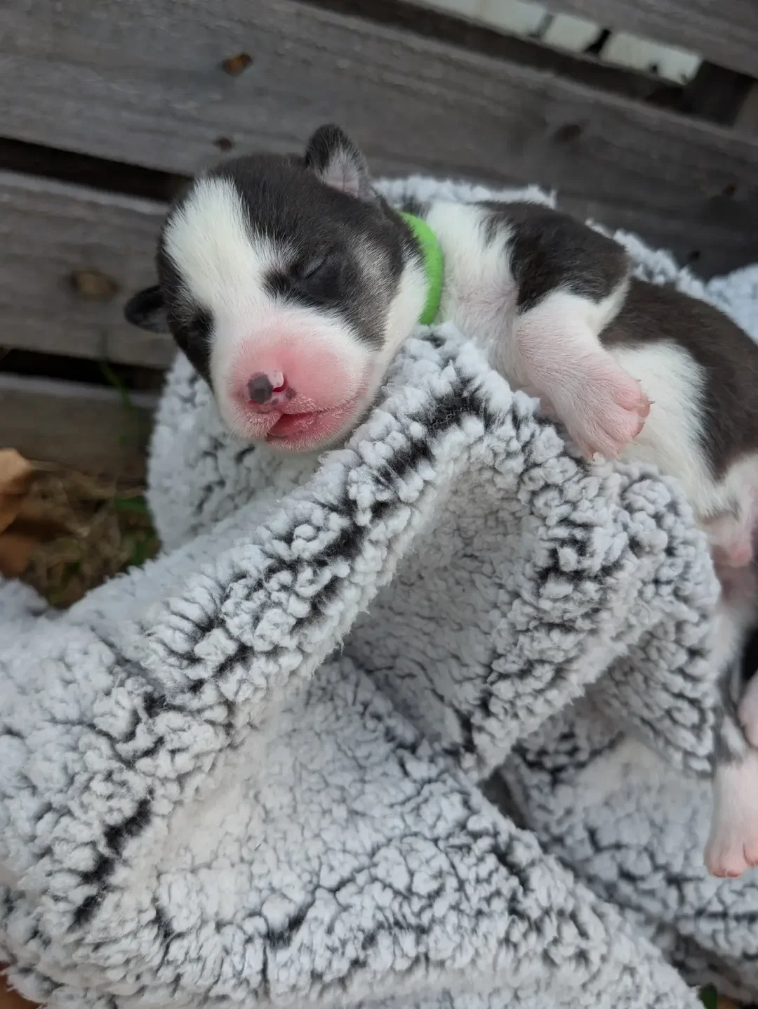 Siberian Husky Puppies image 3