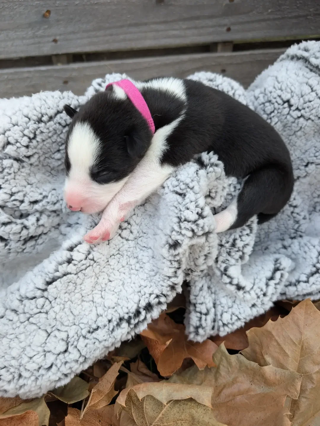 Siberian Husky Puppies image 6