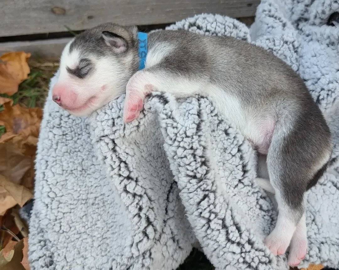 Siberian Husky Puppies image 9