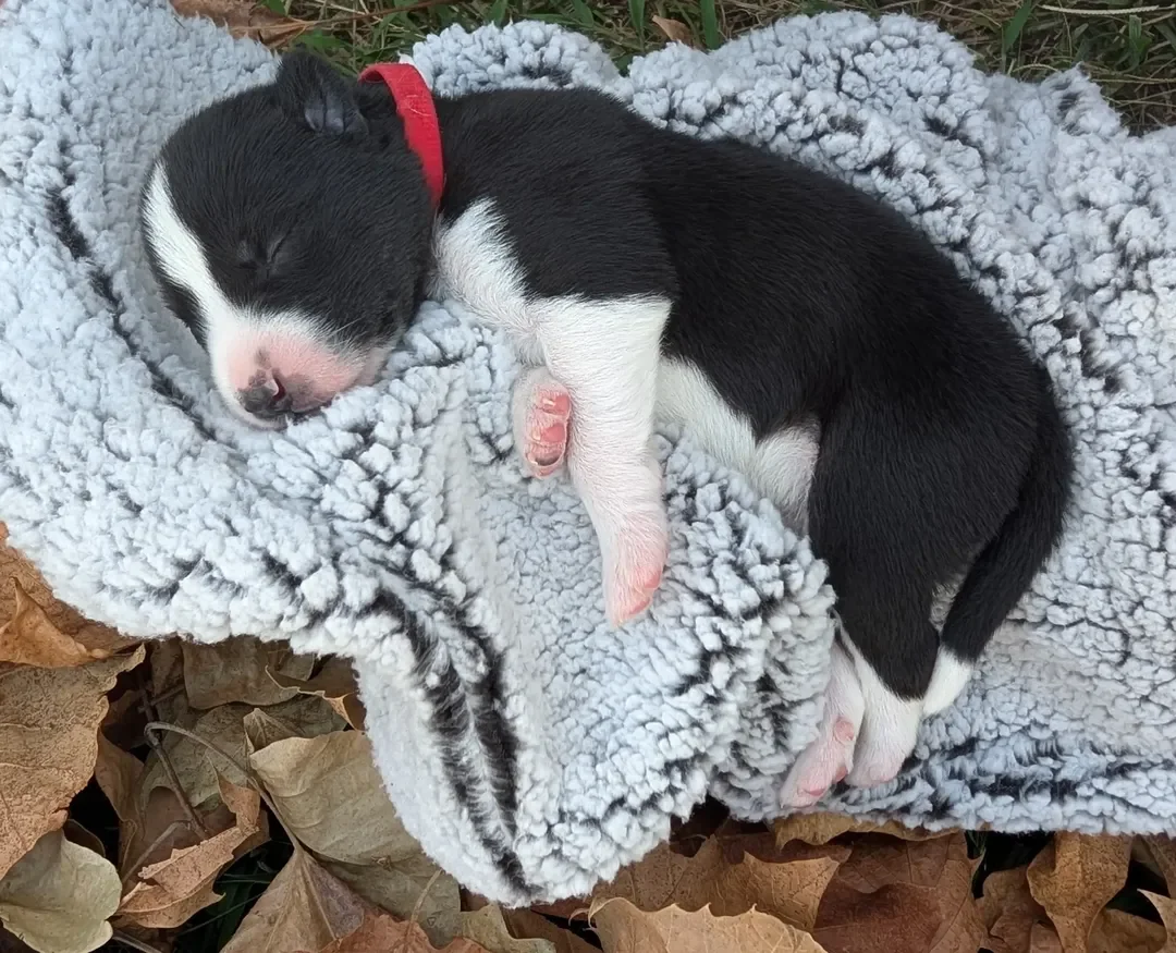 Siberian Husky Puppies image 7