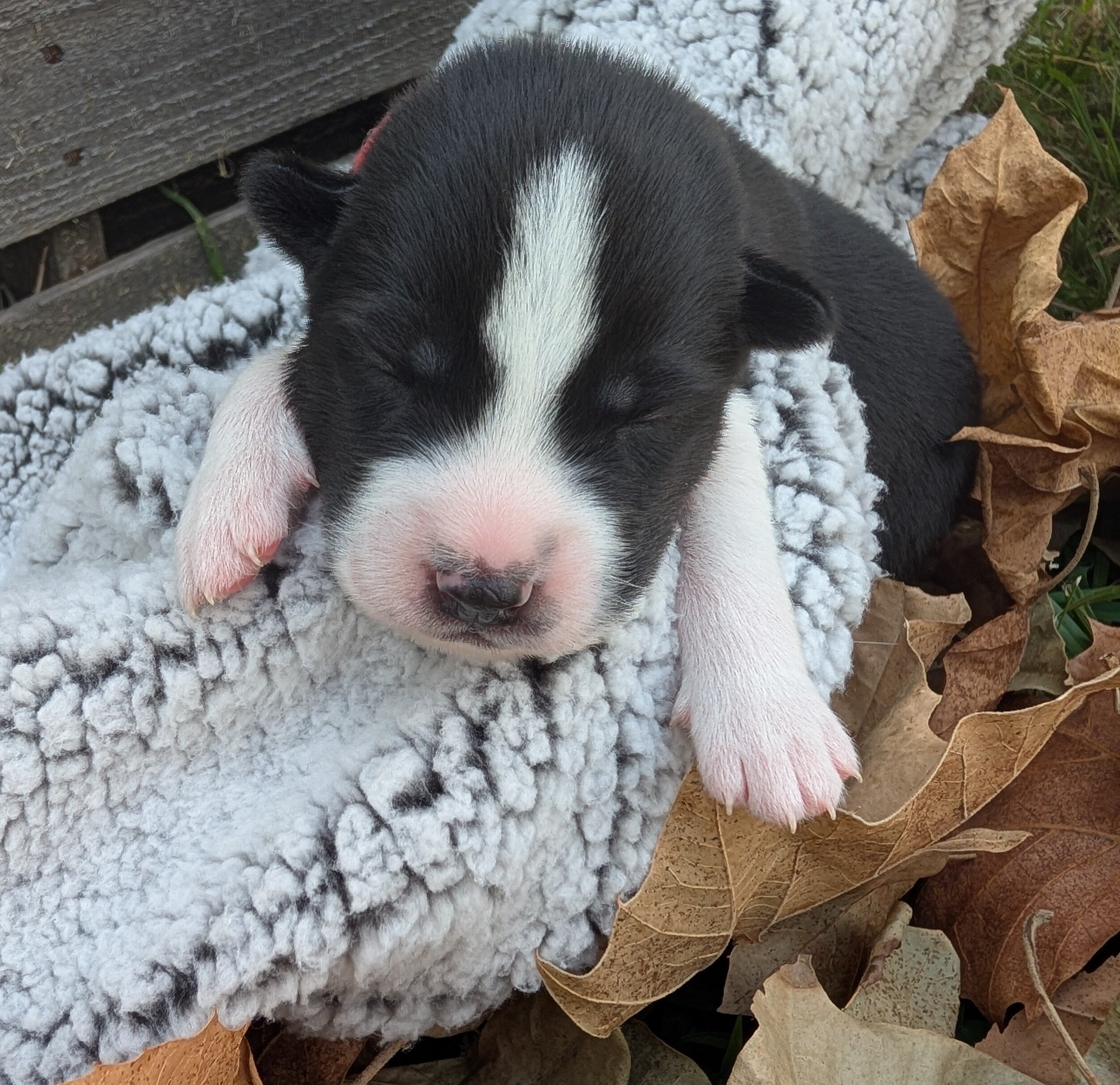 Siberian Husky Puppies image 2