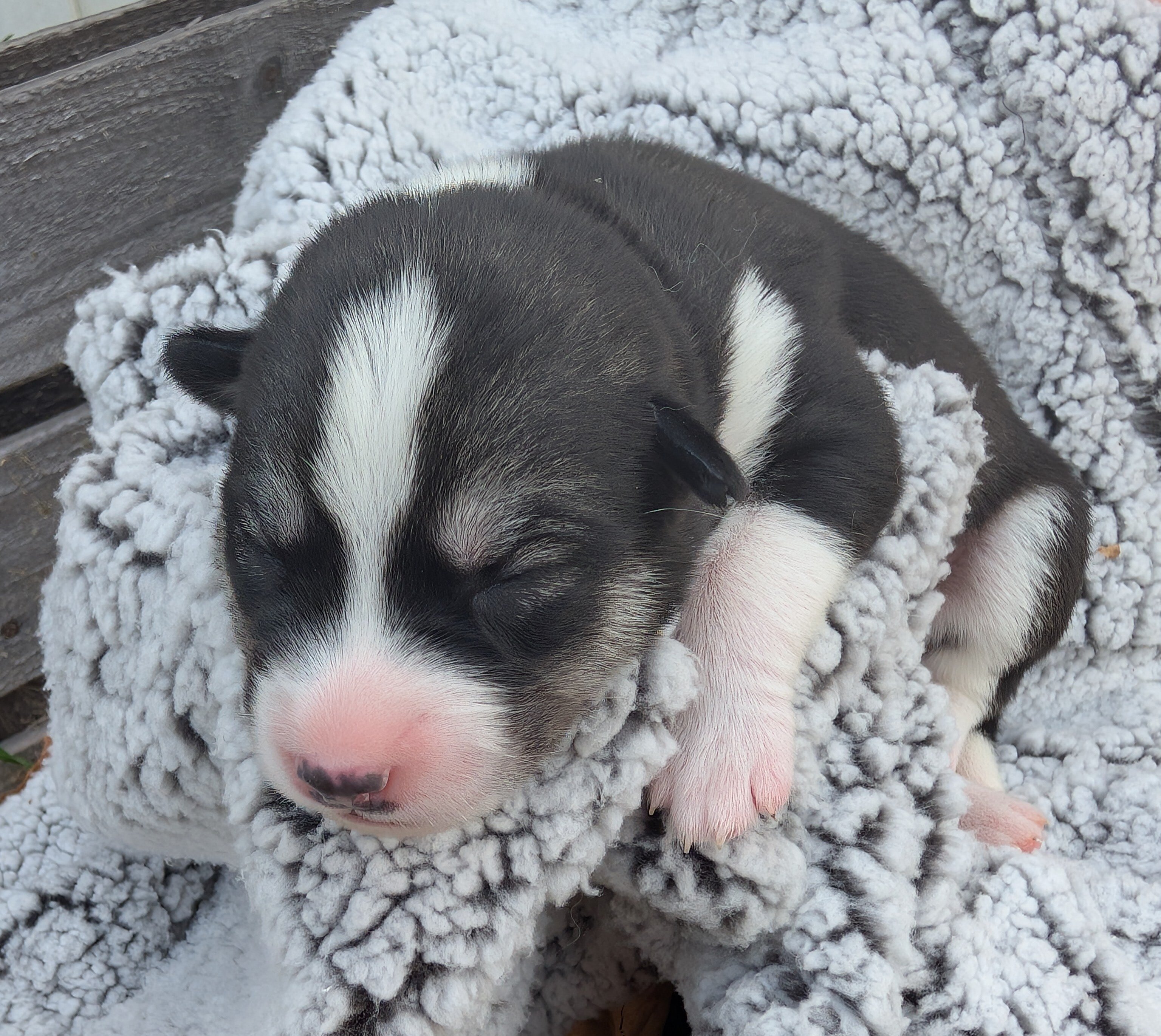 Siberian Husky Puppies image 5