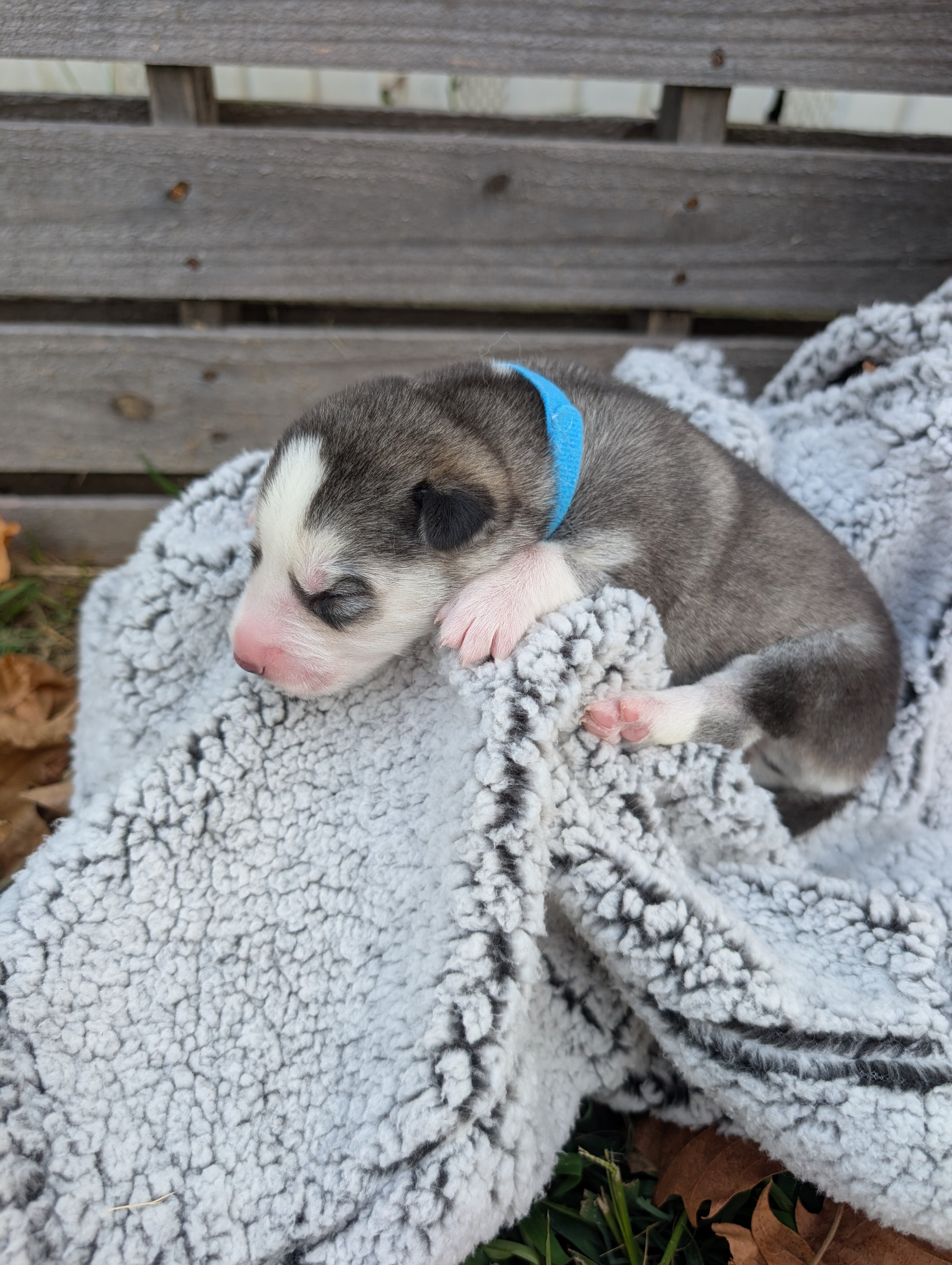 Siberian Husky Puppies image 1