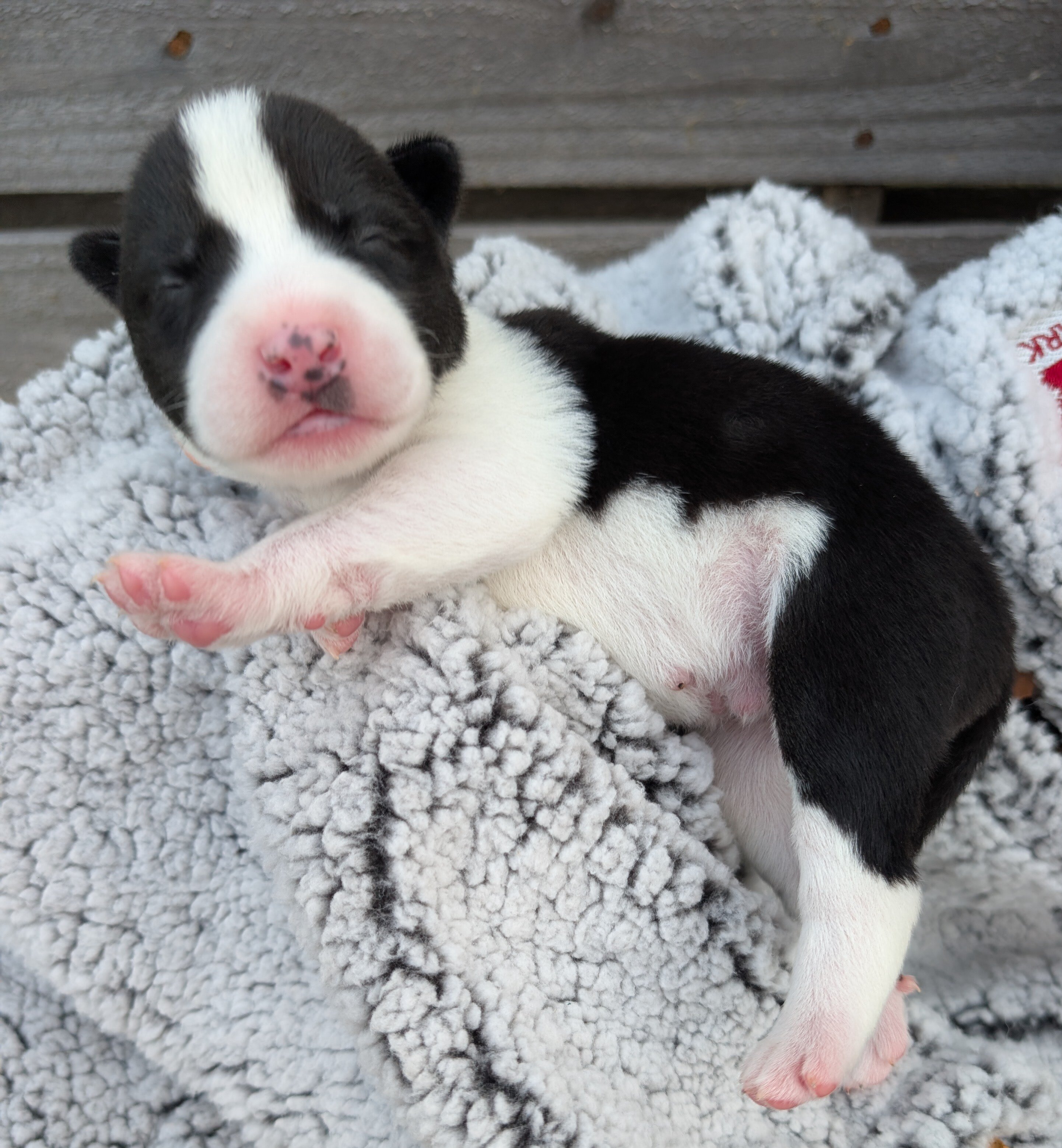 Siberian Husky Puppies image 4