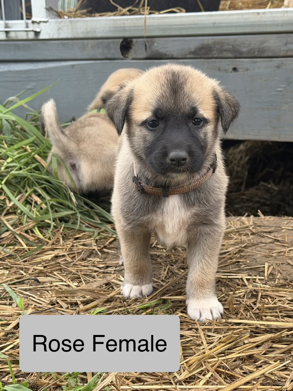 Kangals image 6