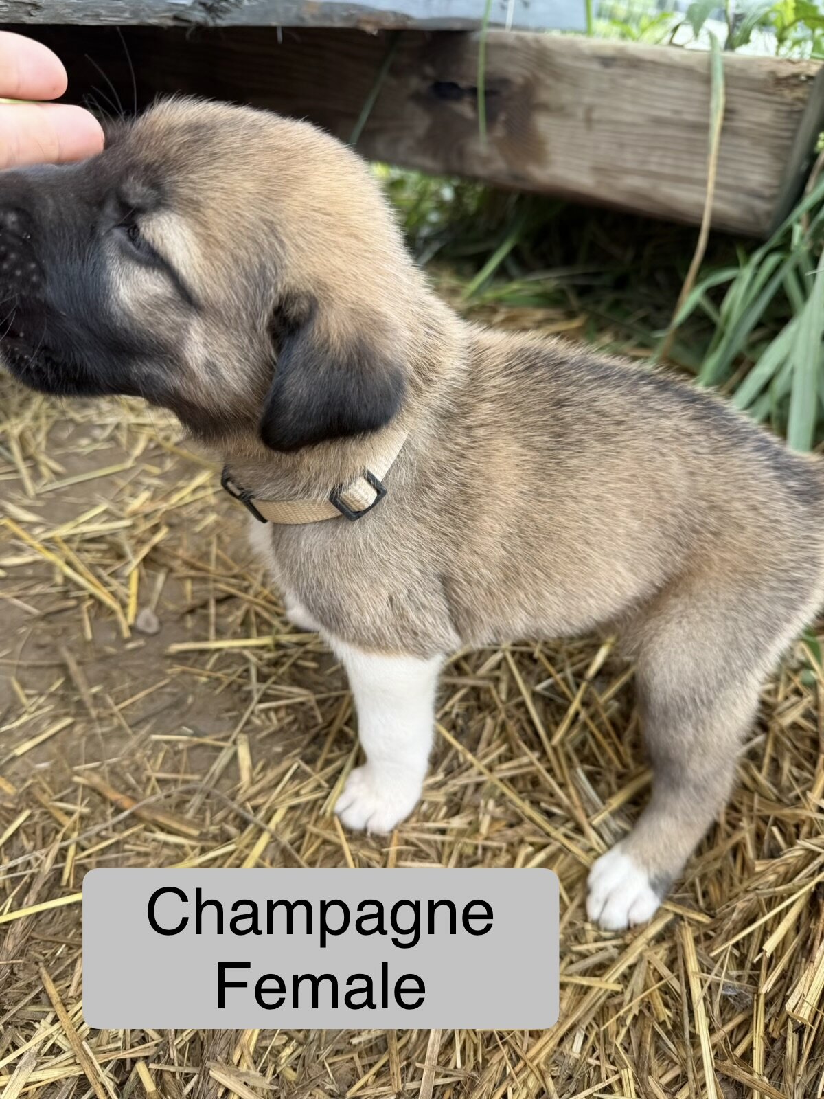 Kangals image 10
