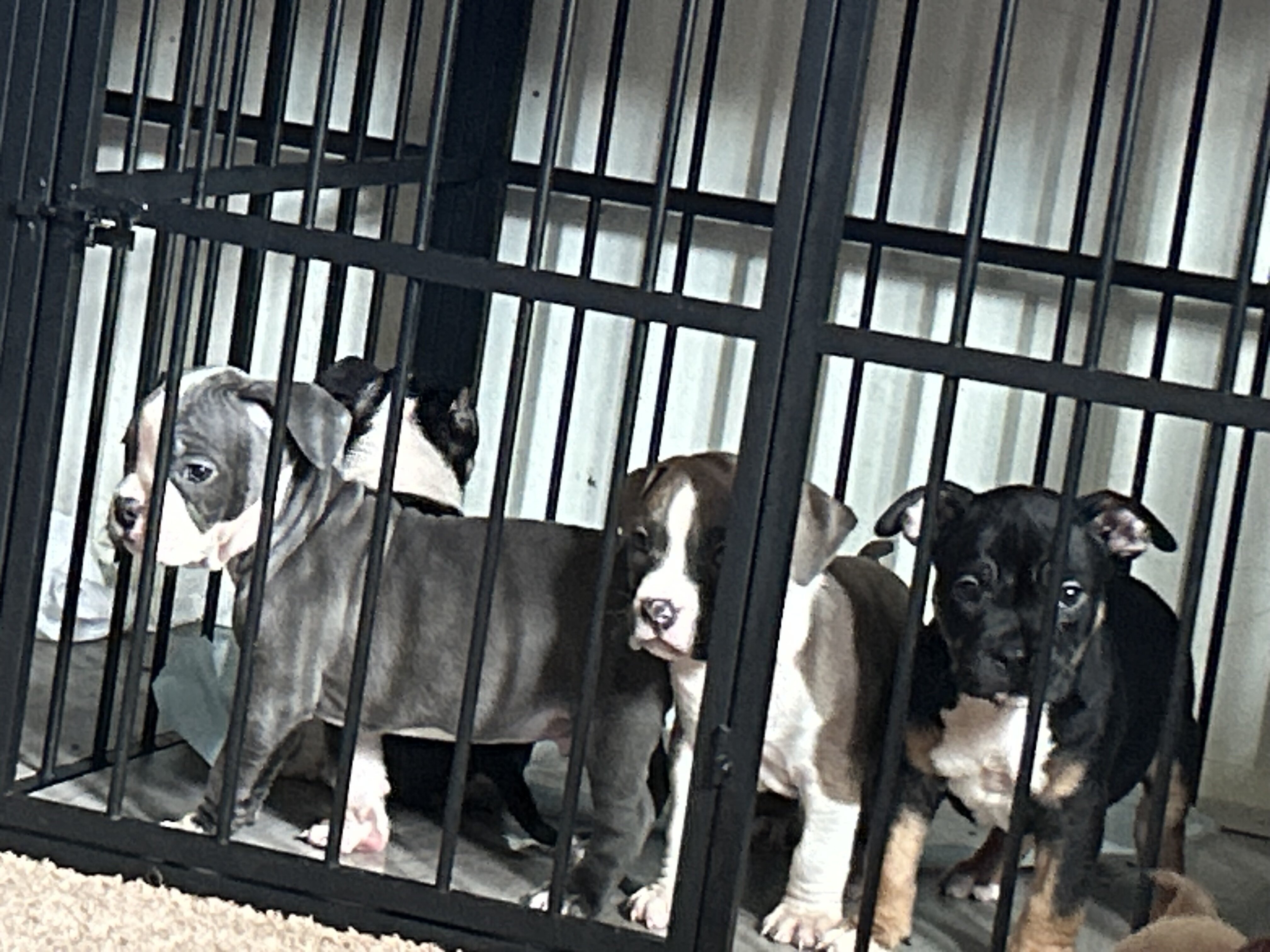 Bully puppies image 3