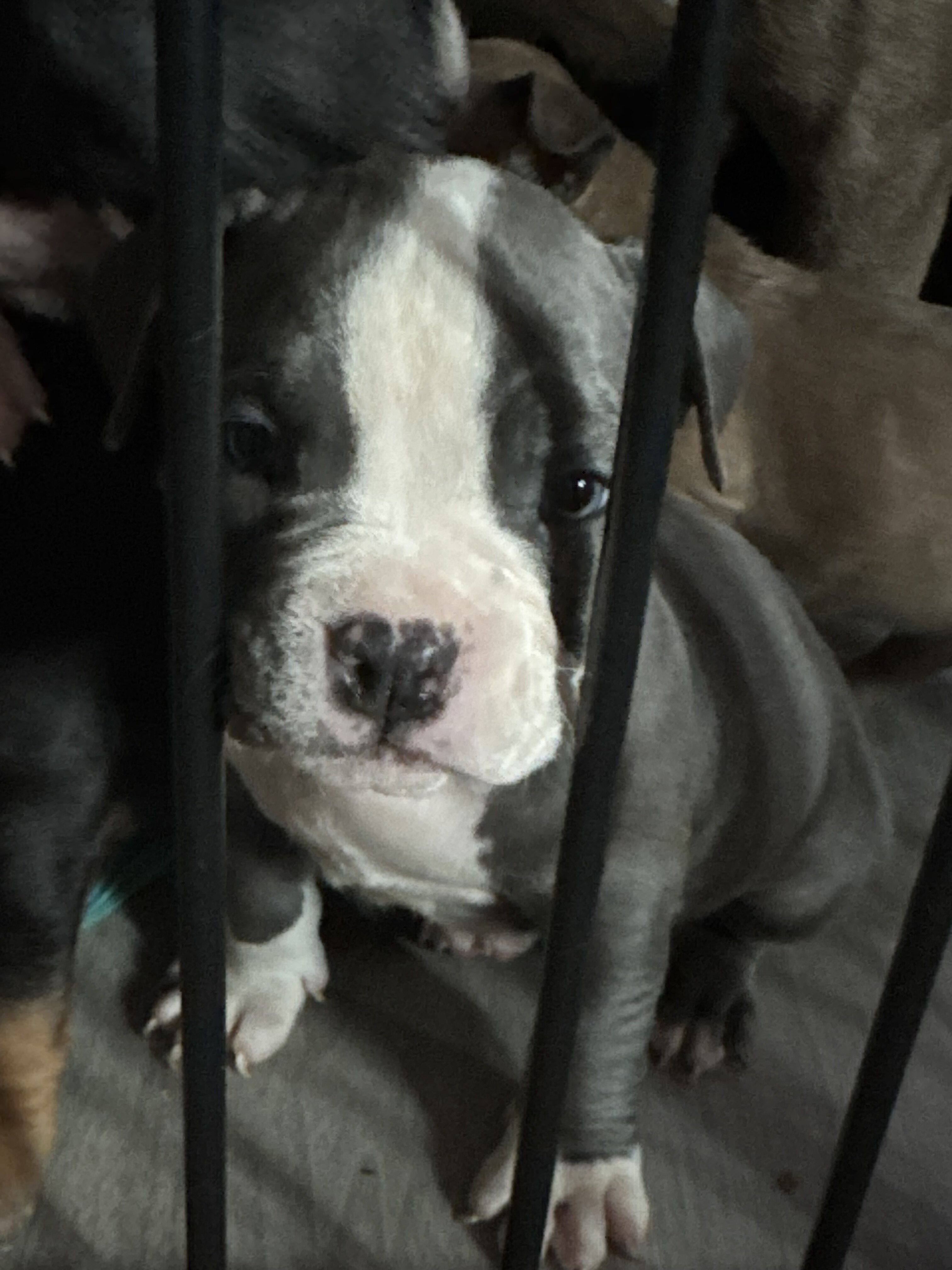 Bully puppies image 1