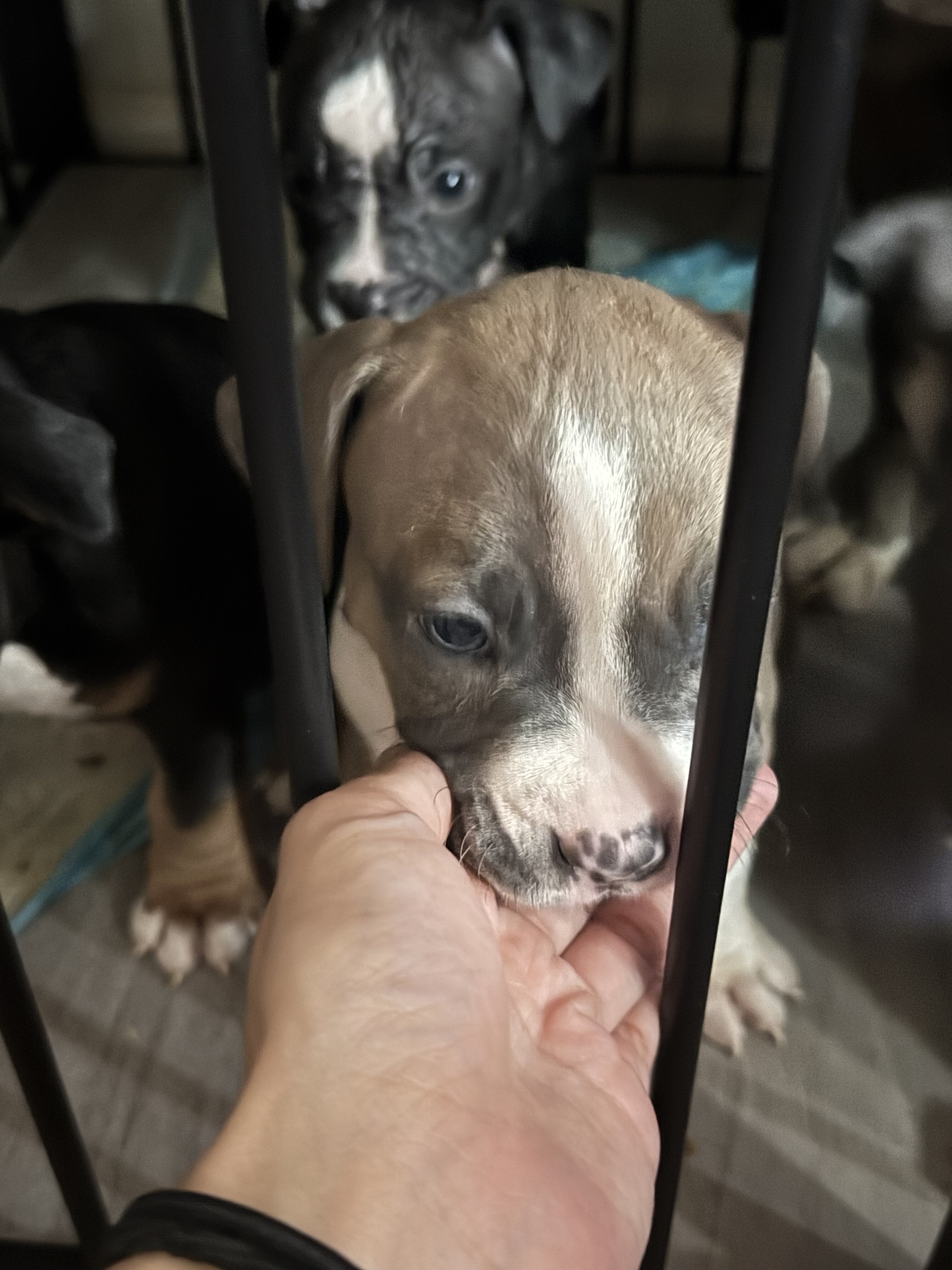 Bully puppies image 2