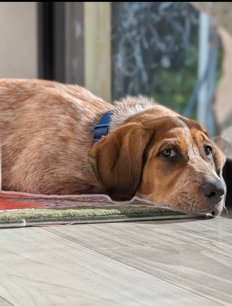 Redtick Coon Hound Mix House Trained Male image 2
