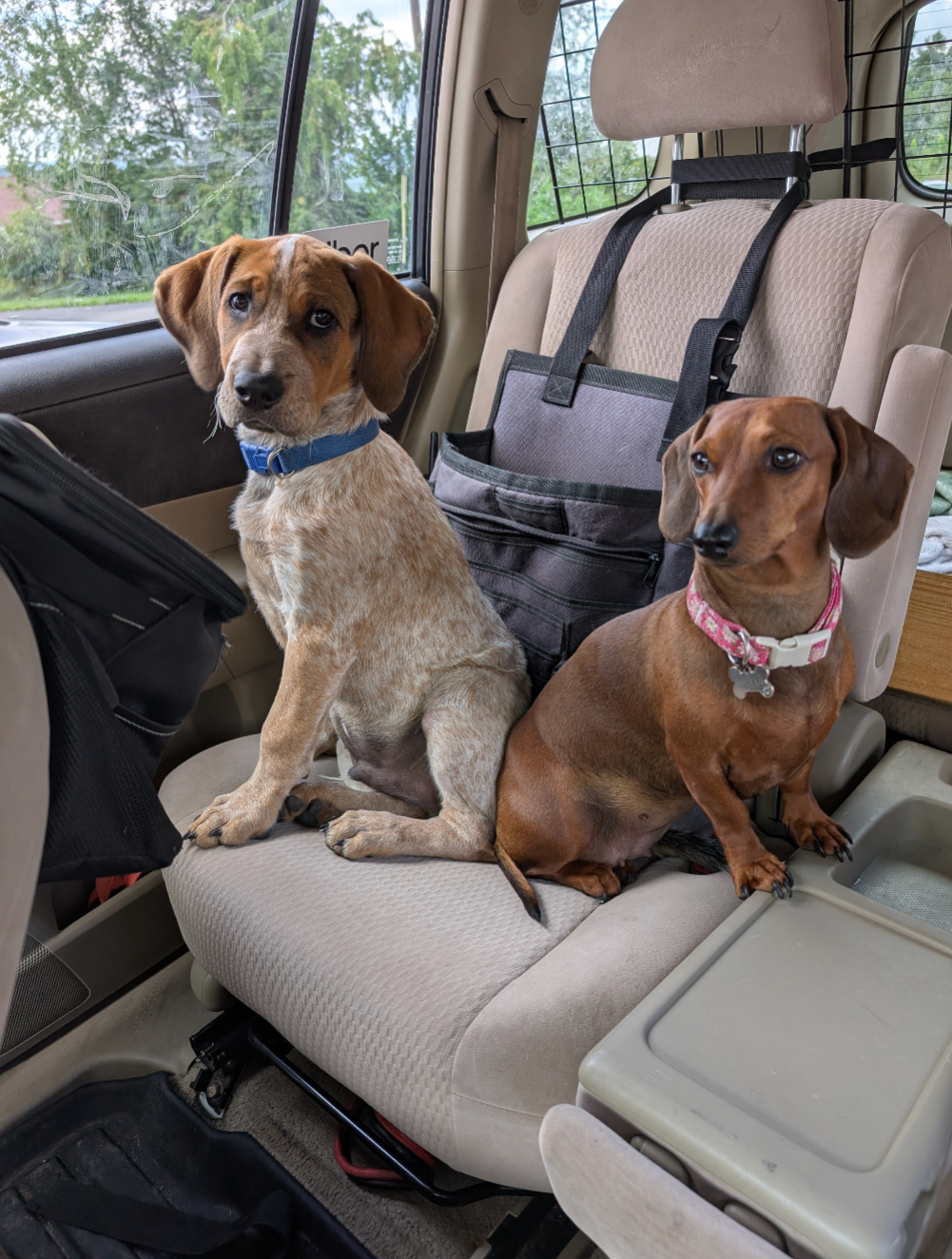 Redtick Coon Hound Mix House Trained Male image 1