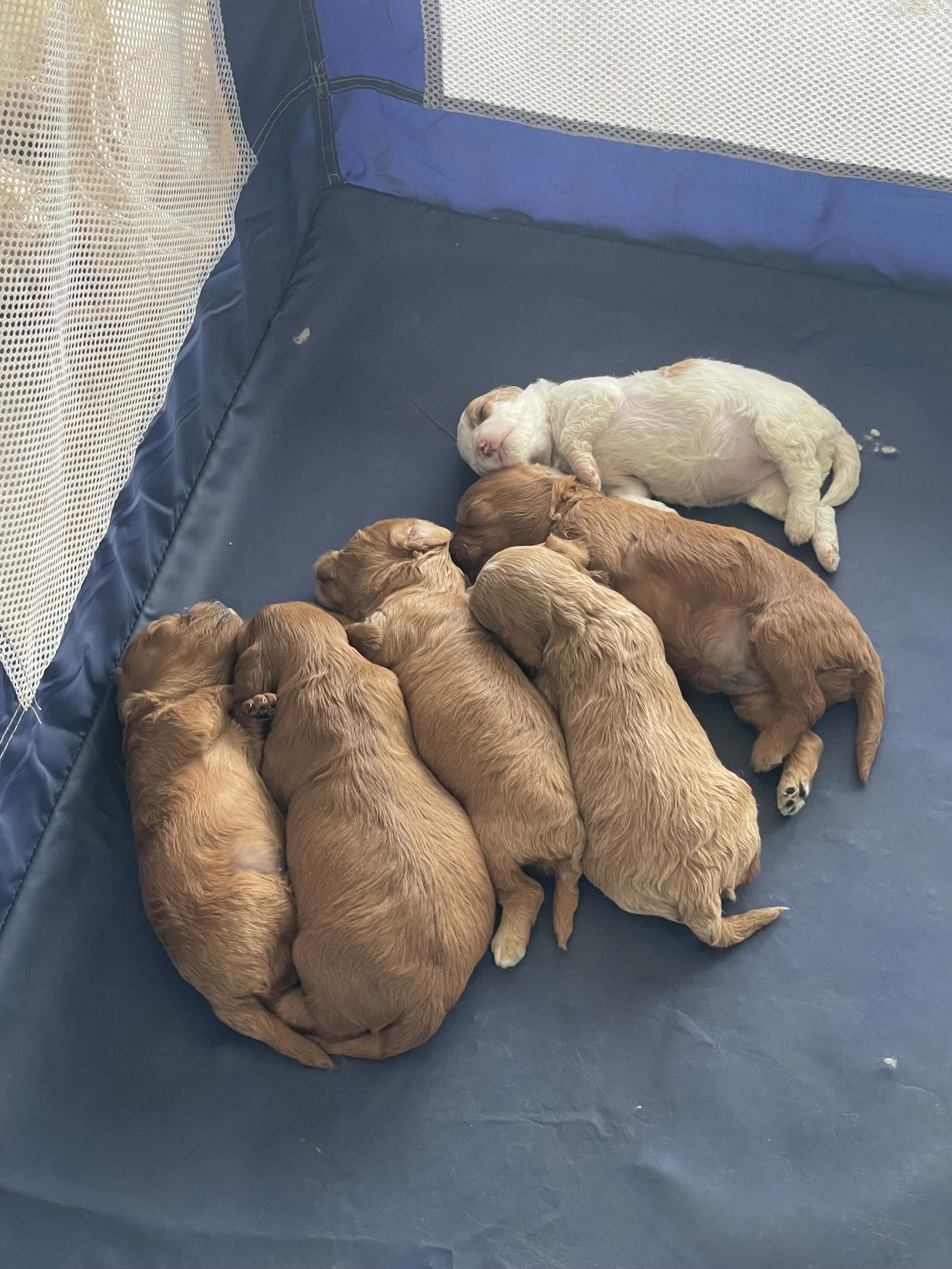 Cavapoo puppies image 1