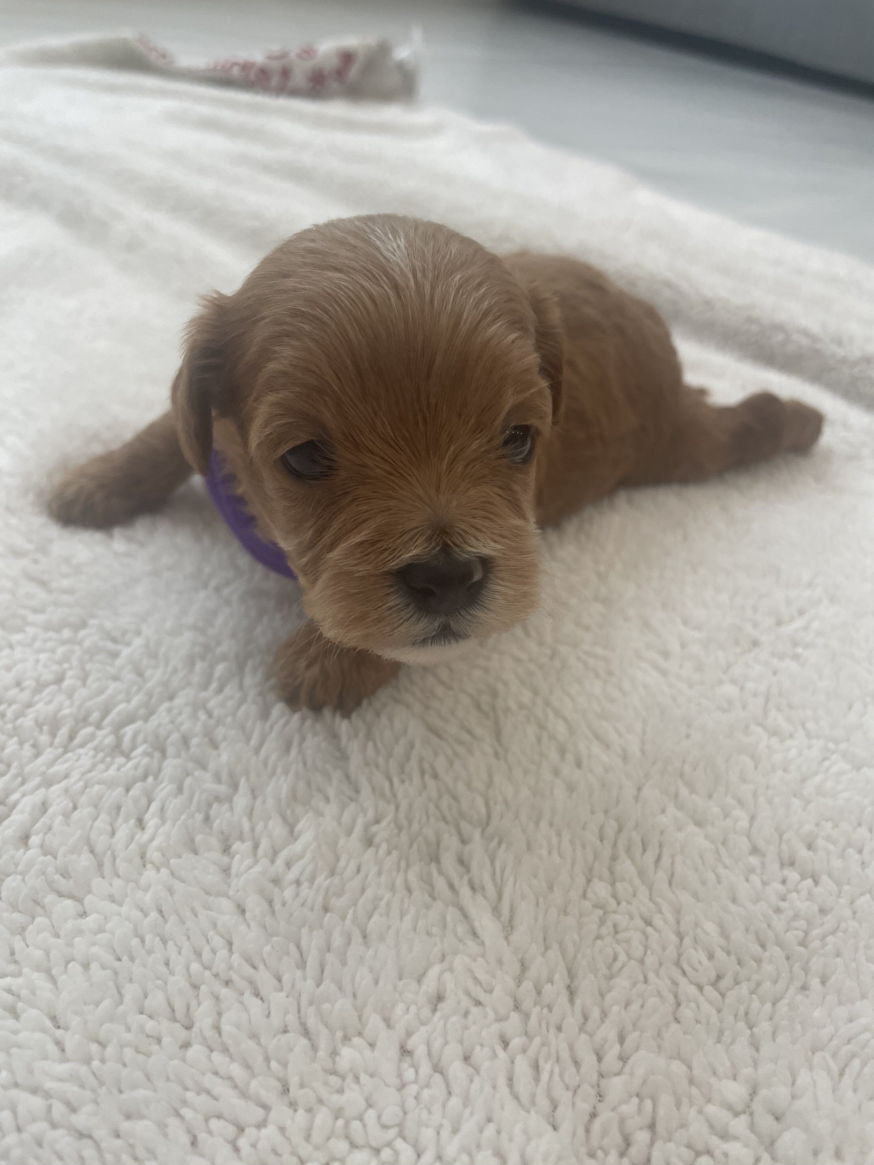 Cavapoo puppies image 2