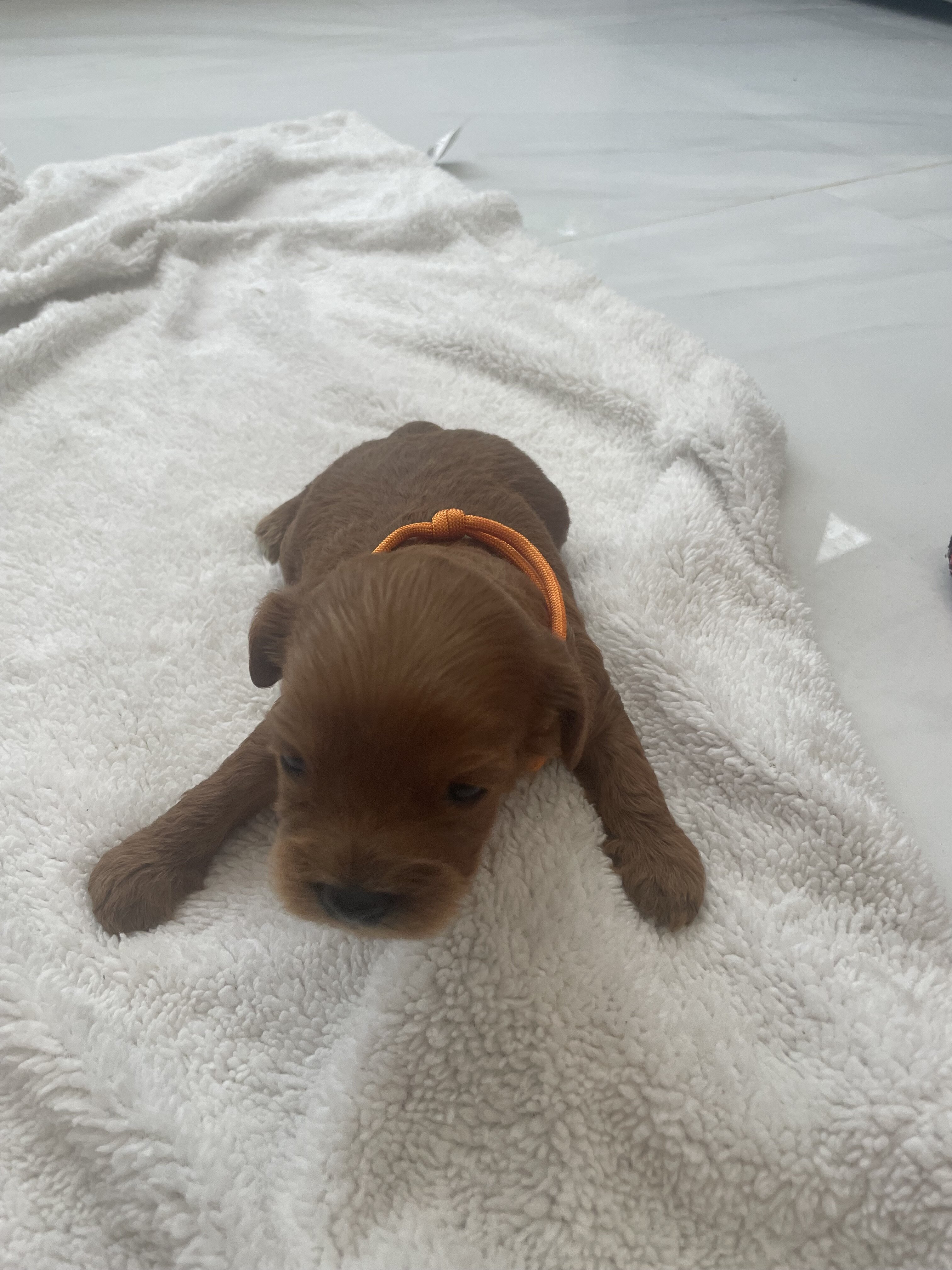 Cavapoo puppies image 3