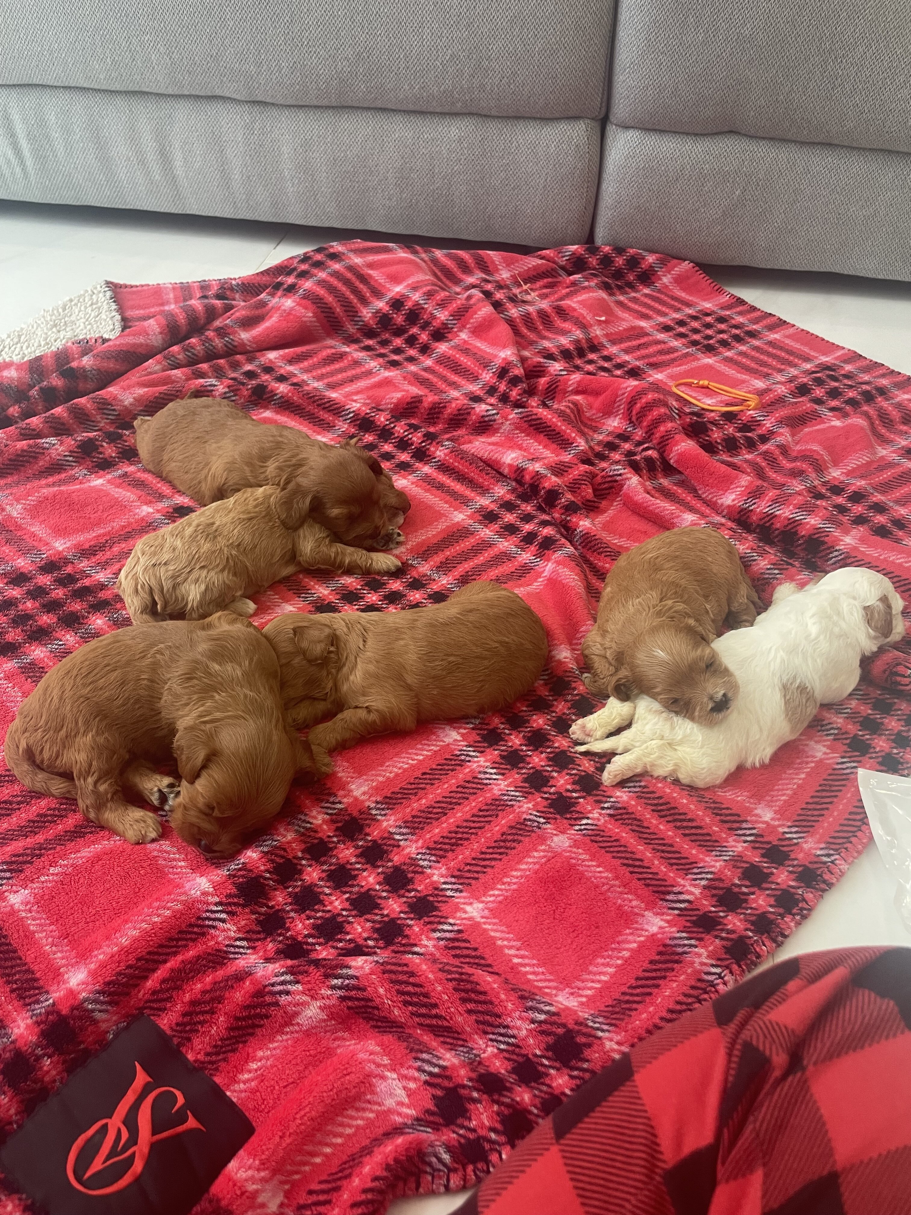 Cavapoo puppies image 6