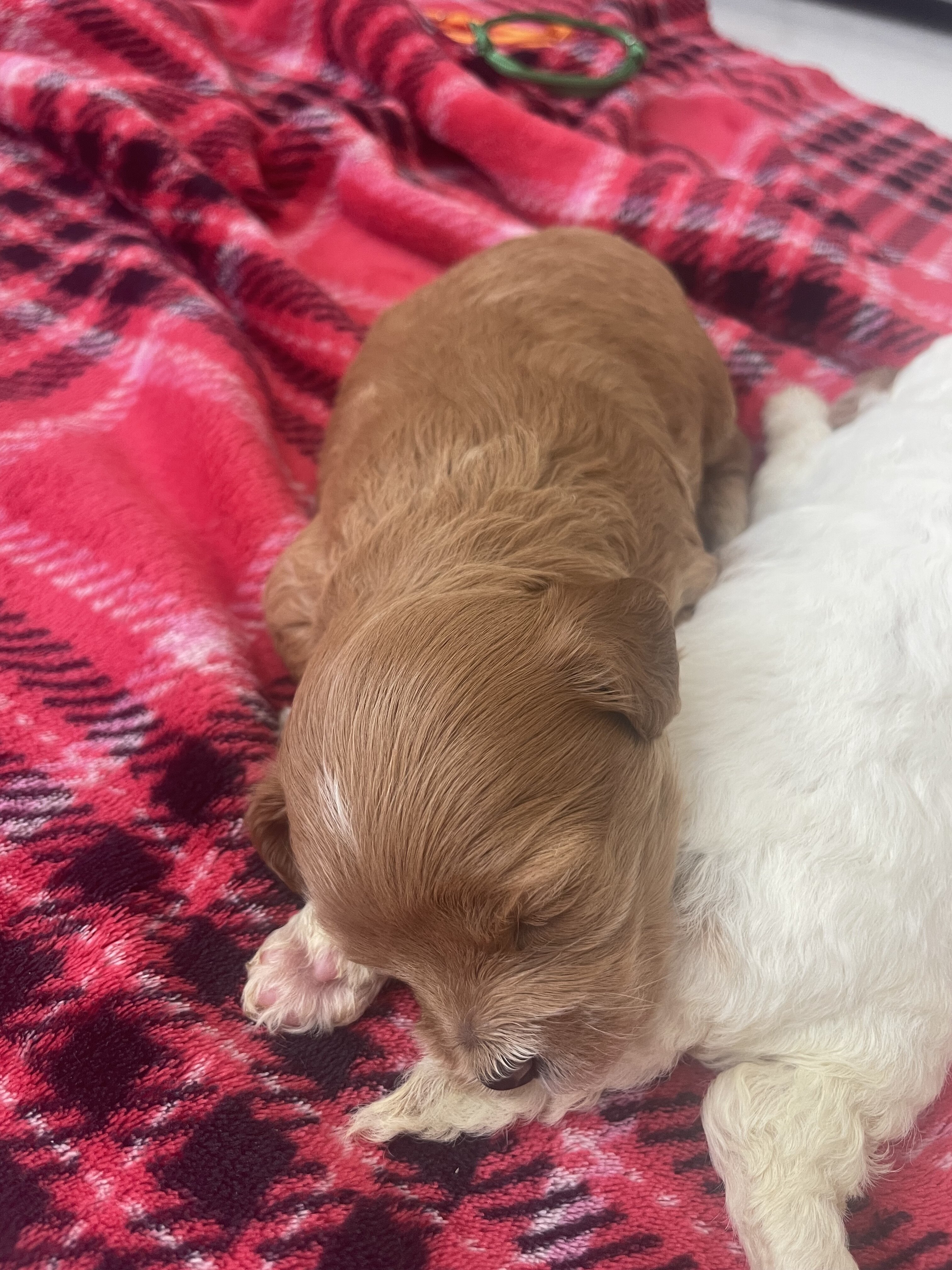 Cavapoo puppies image 5