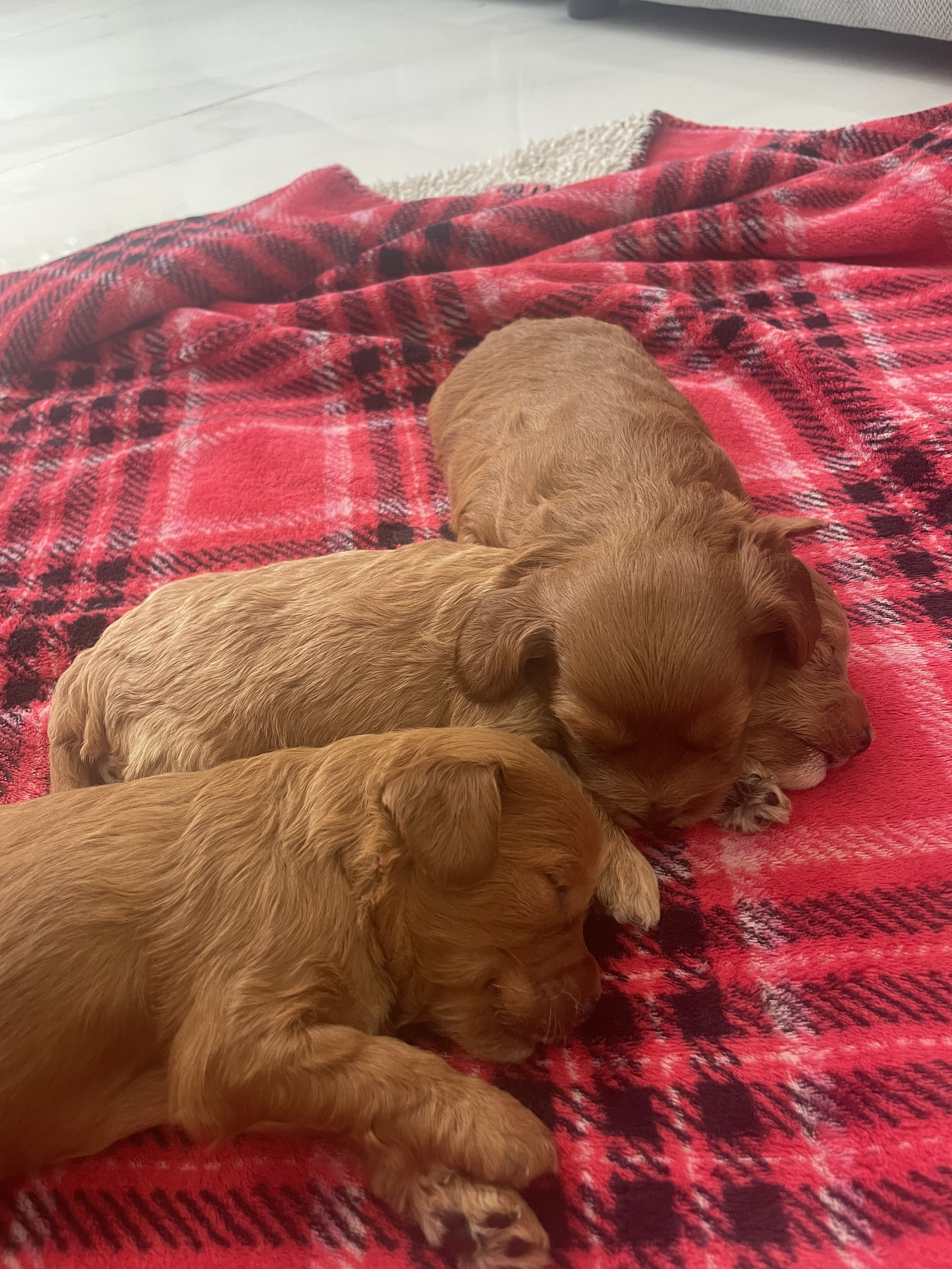Cavapoo puppies image 4