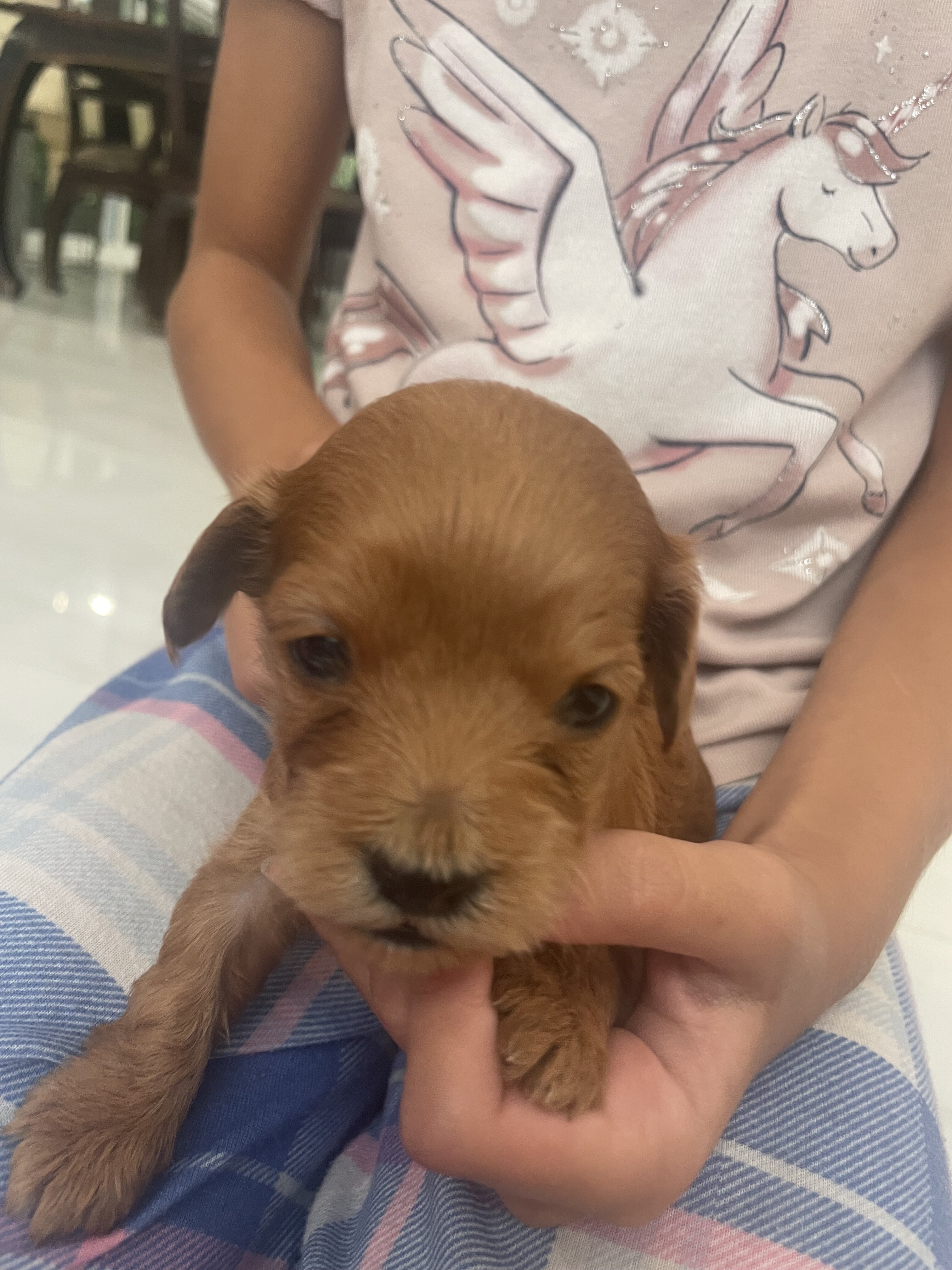 Cavapoo puppies image 7