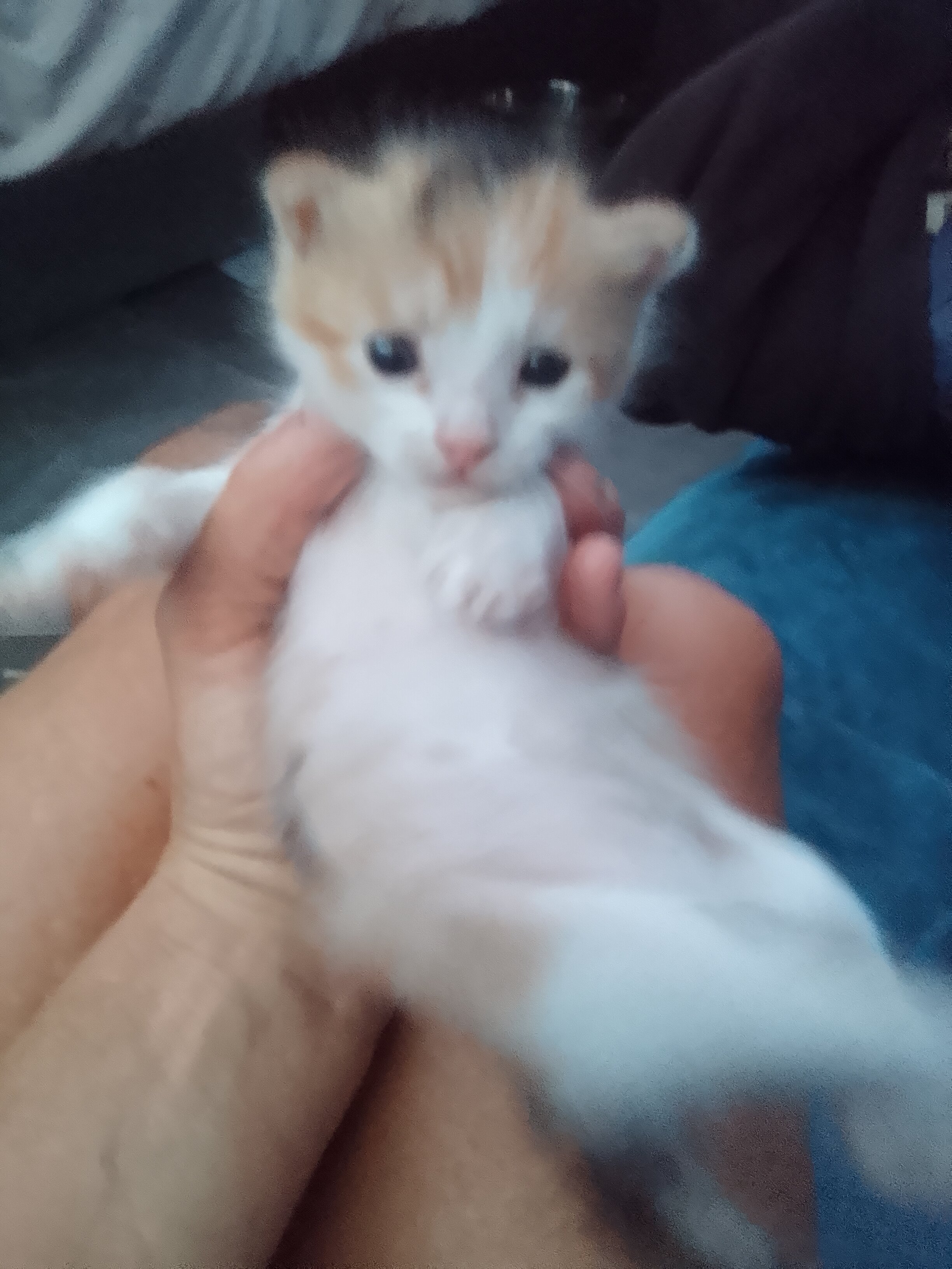 Kittens image 1