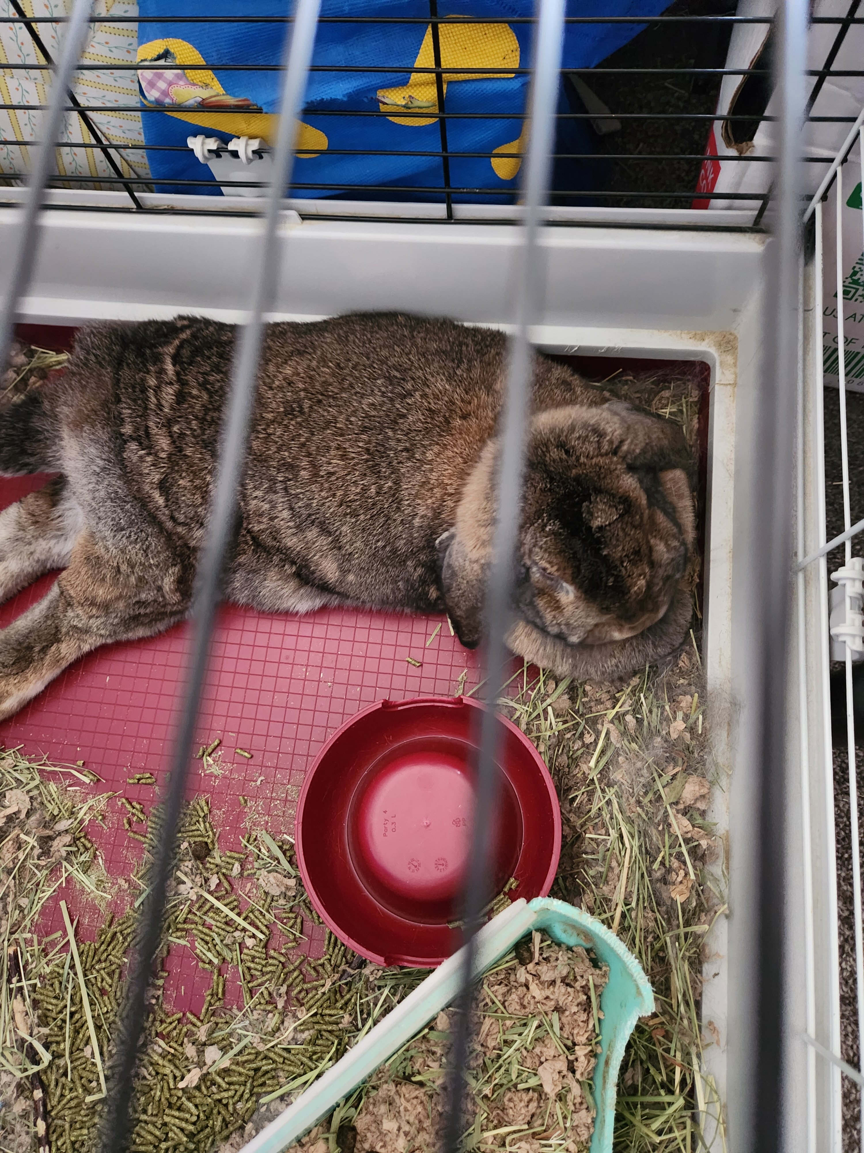 Agouti Holland Lop Bunny Rabbit image 1