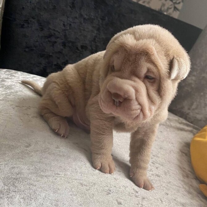 Family Chinese Shar Pei Puppy image 1