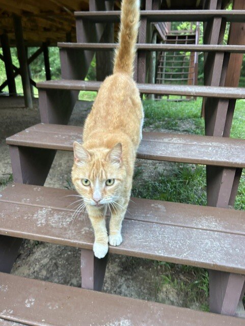 Affectionate Golden Mature Female Cat FREE ! image 1