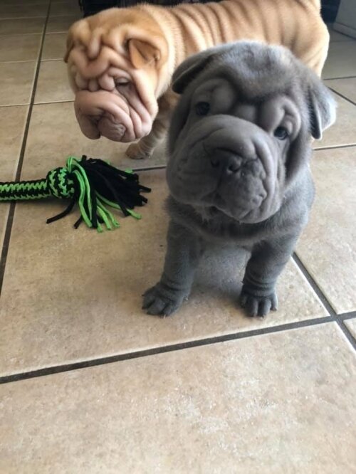 Lovely Chinese Shar-pei Puppies image 1
