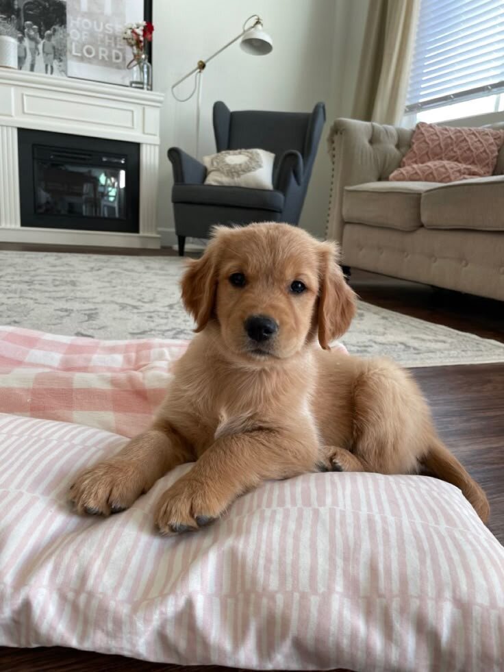 Purebred golden retriever-10 weeks old-fluffy male image 2