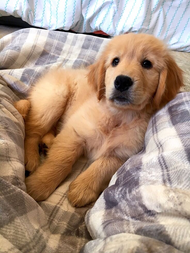 Purebred golden retriever-10 weeks old-fluffy male image 3