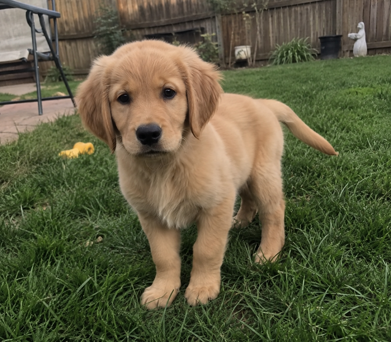 Purebred golden retriever-10 weeks old-fluffy male image 4