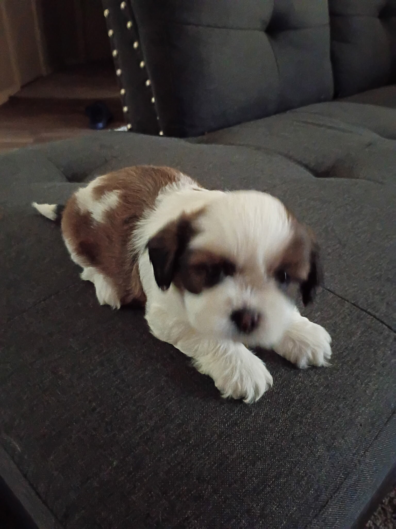 Shih Tzu Puppies Looking home image 3