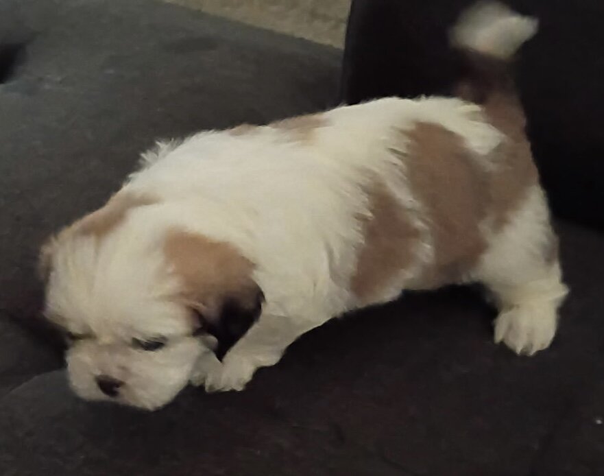 Shih Tzu Puppies Looking home image 4