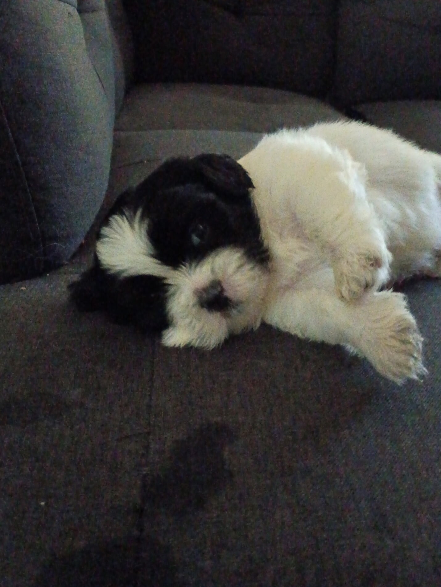 Shih Tzu Puppies Looking home image 1