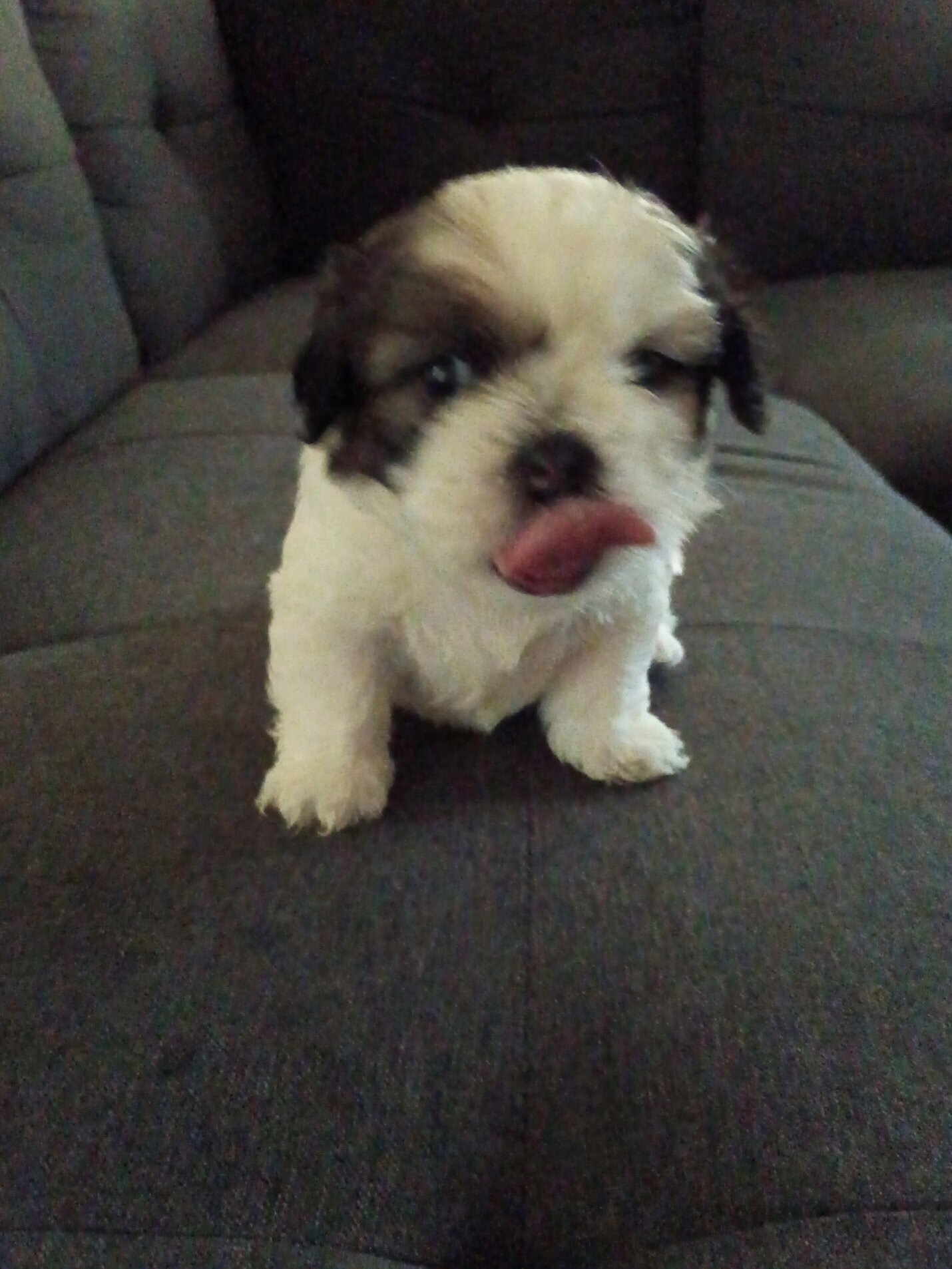 Shih Tzu Puppies Looking home image 2