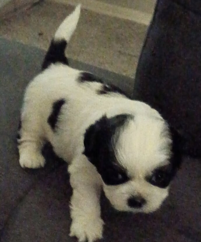 Shih Tzu Puppies Looking home image 5