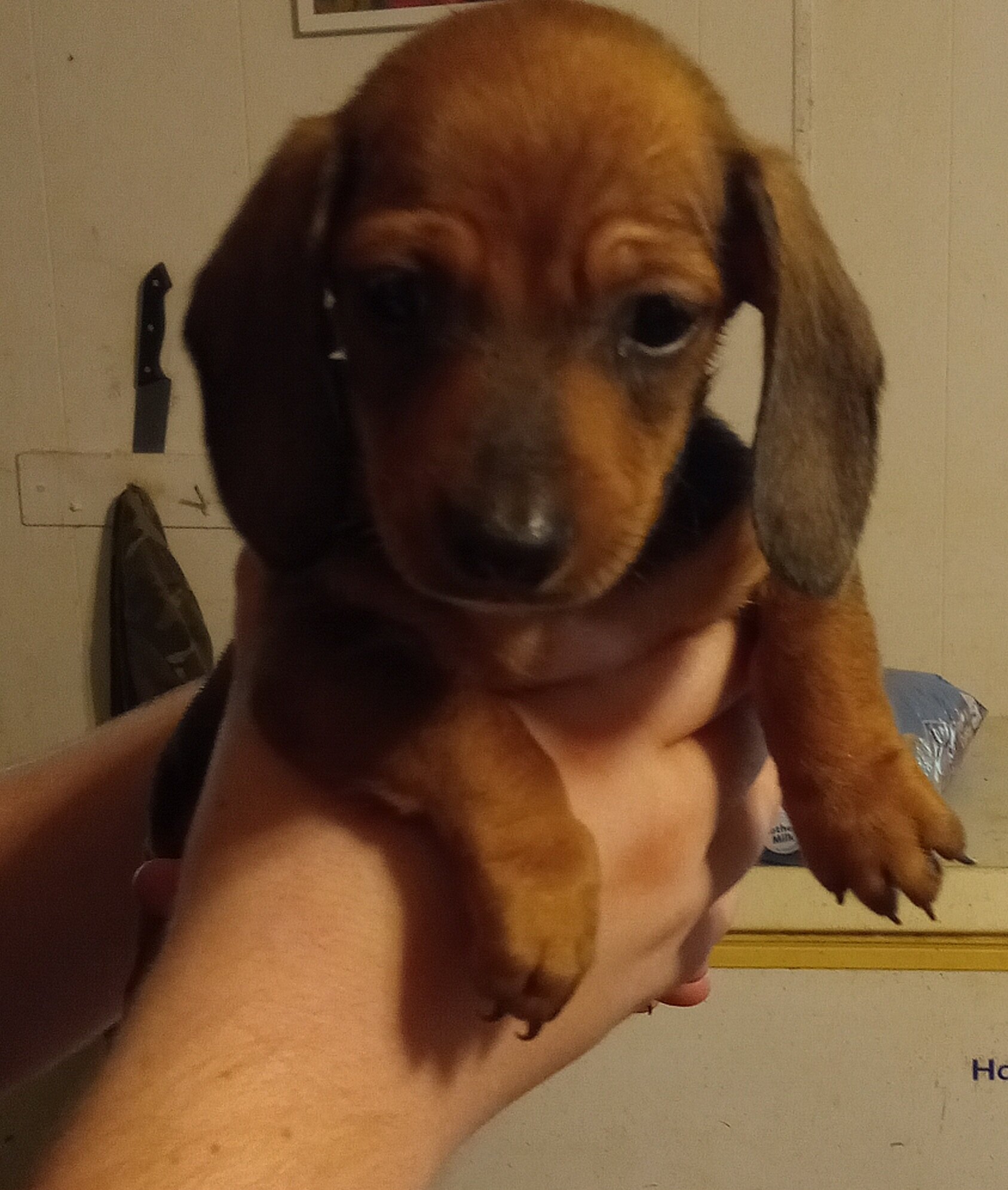 Mini Dachshund puppies image 6