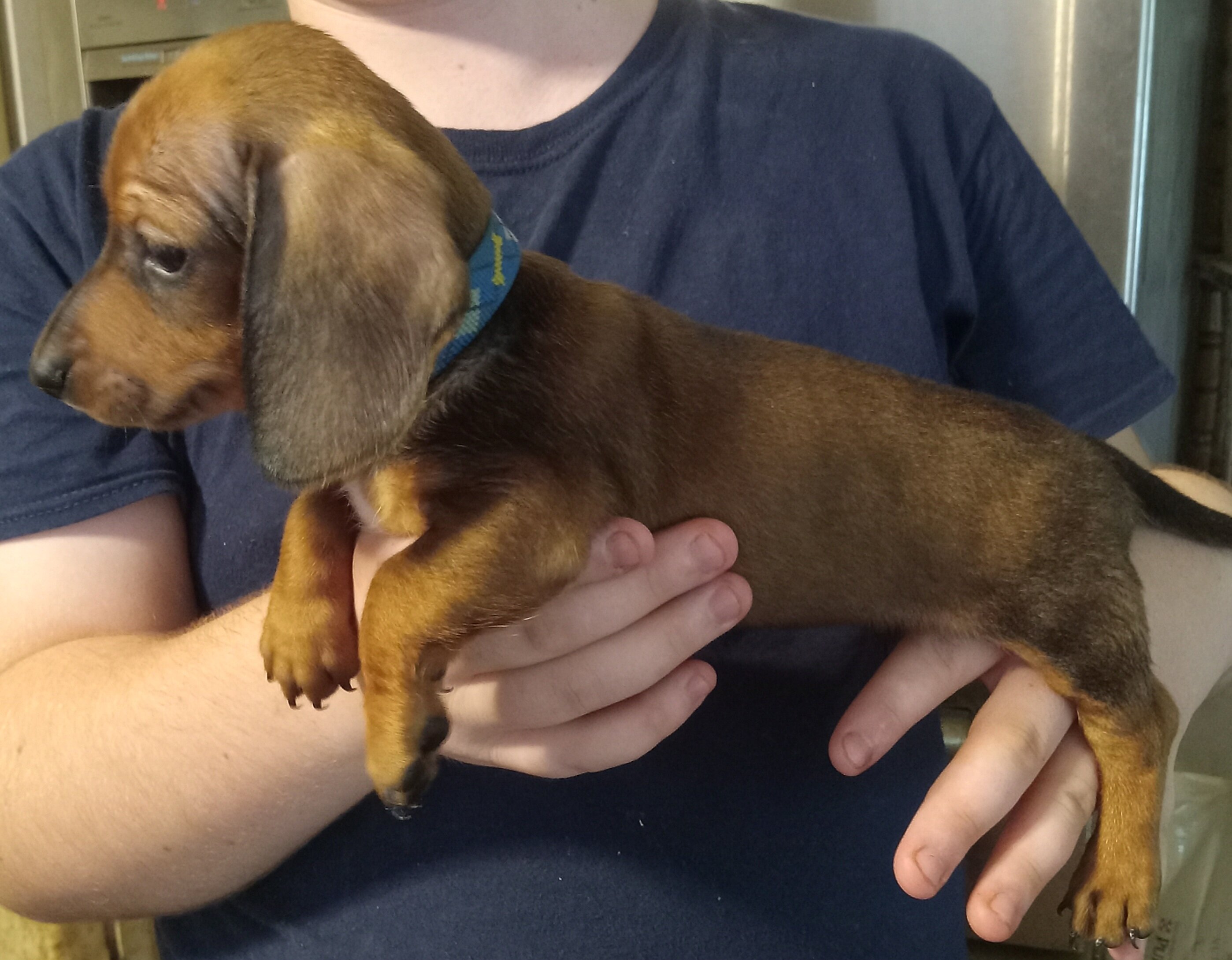 Mini Dachshund puppies image 3