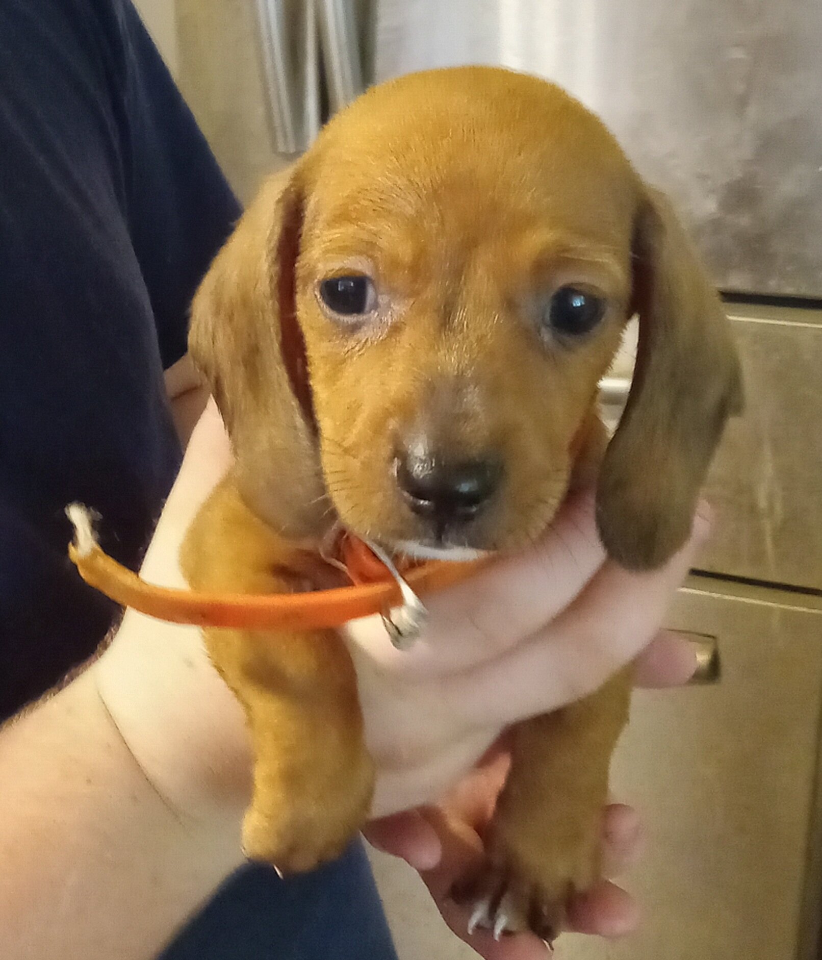 Mini Dachshund puppies image 7