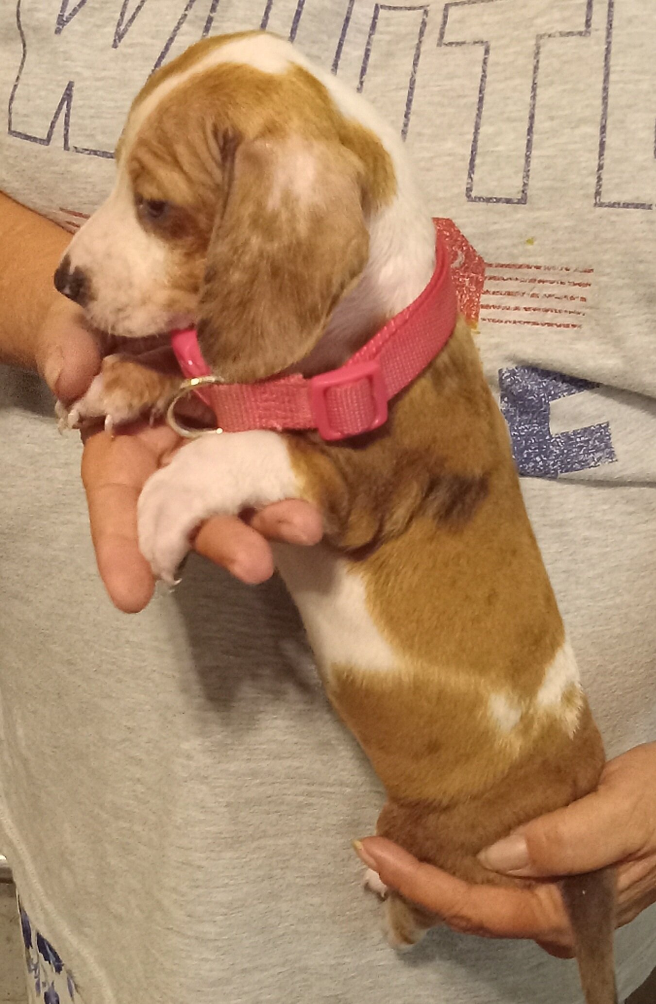 Mini Dachshund puppies image 5