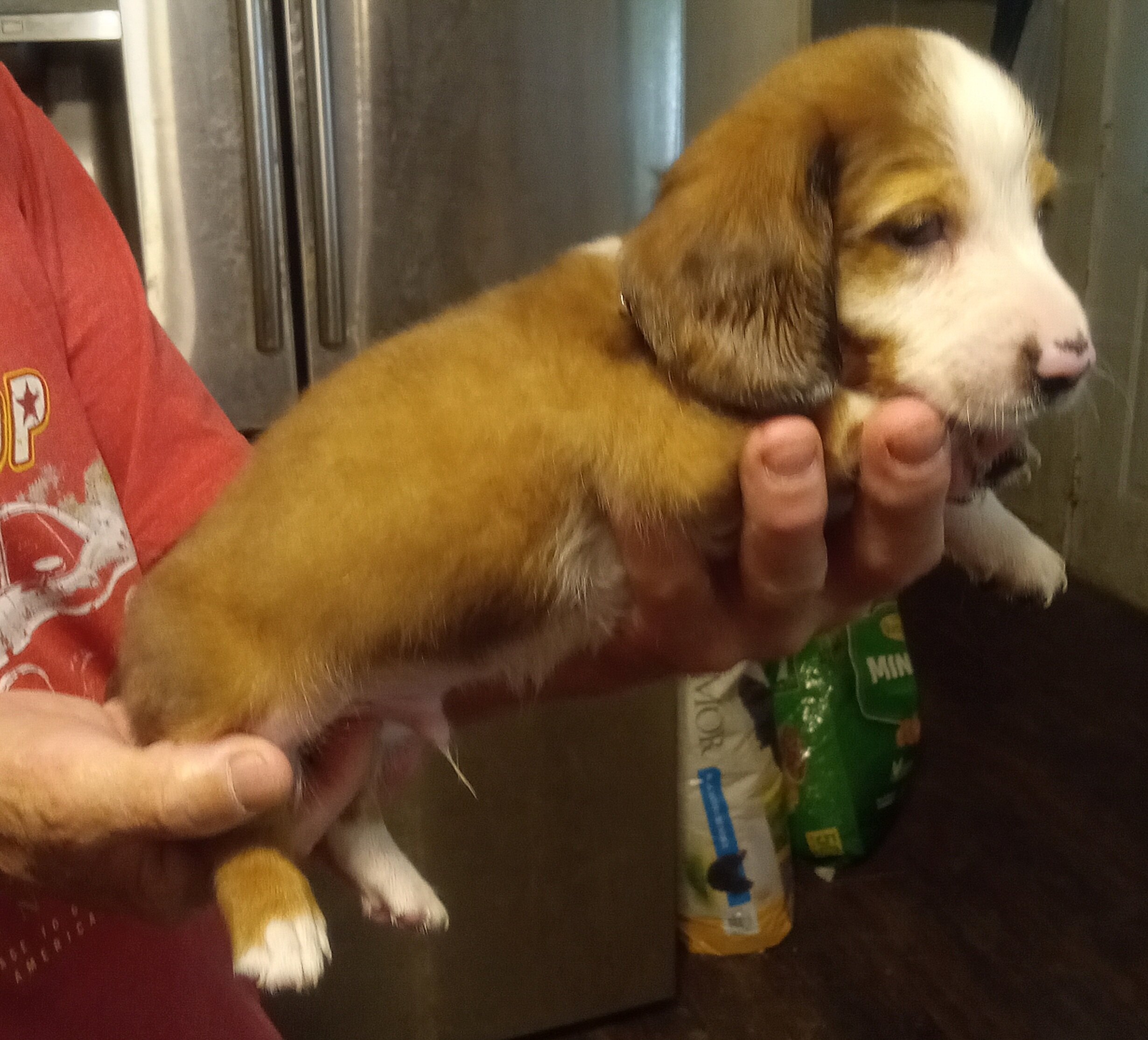 Mini Dachshund puppies image 2