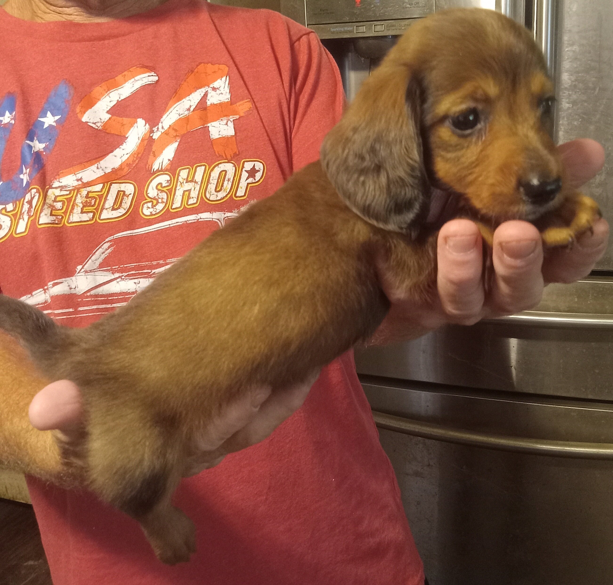 Mini Dachshund puppies image 4