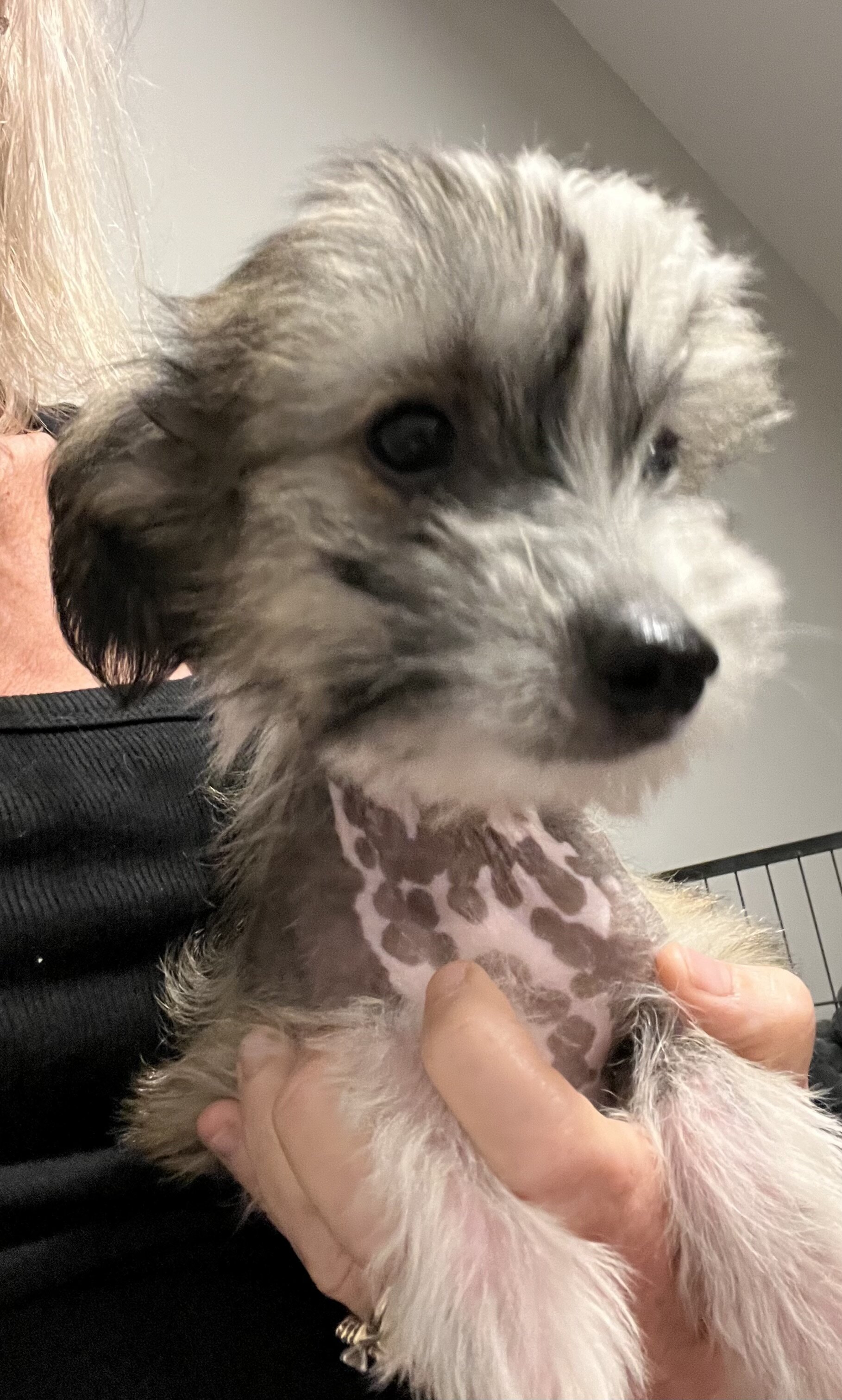 Small Nonshedding puppy image 2