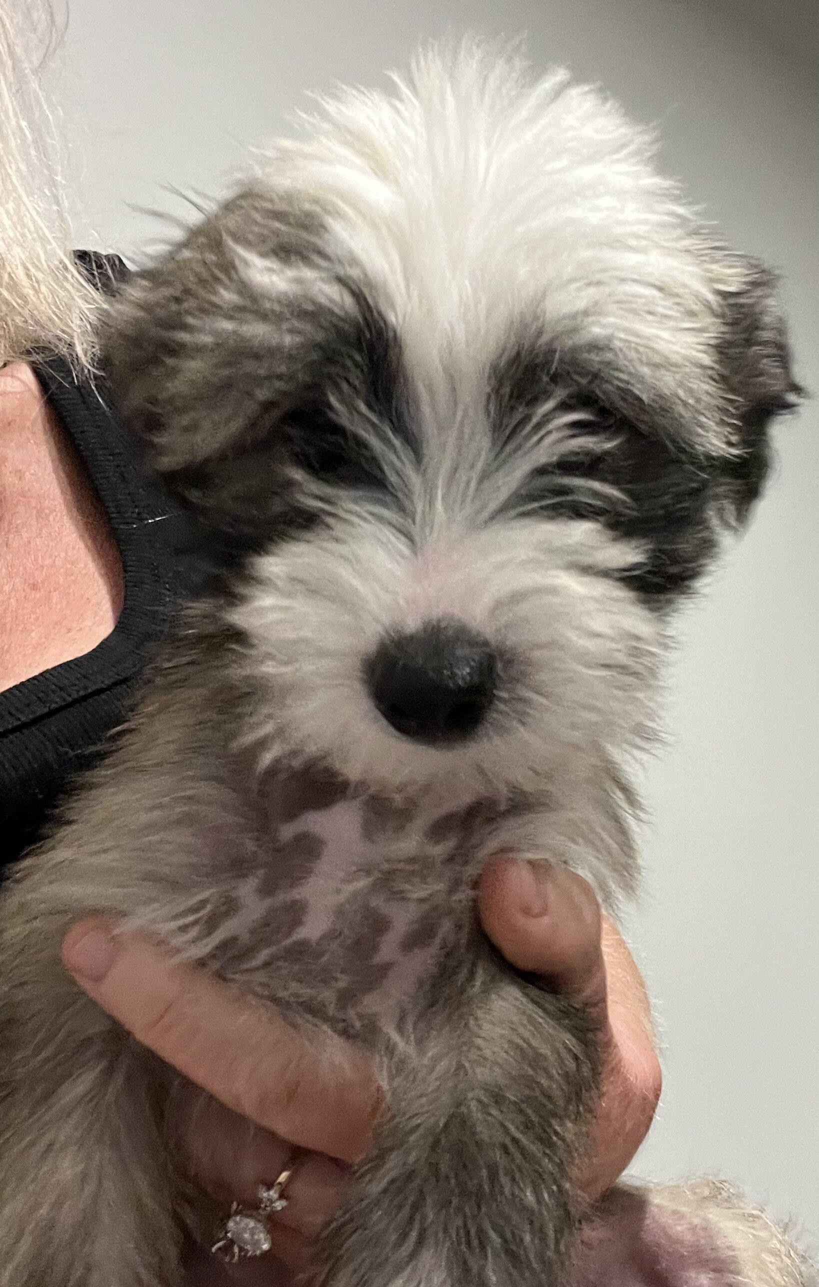 Small Nonshedding puppy image 1