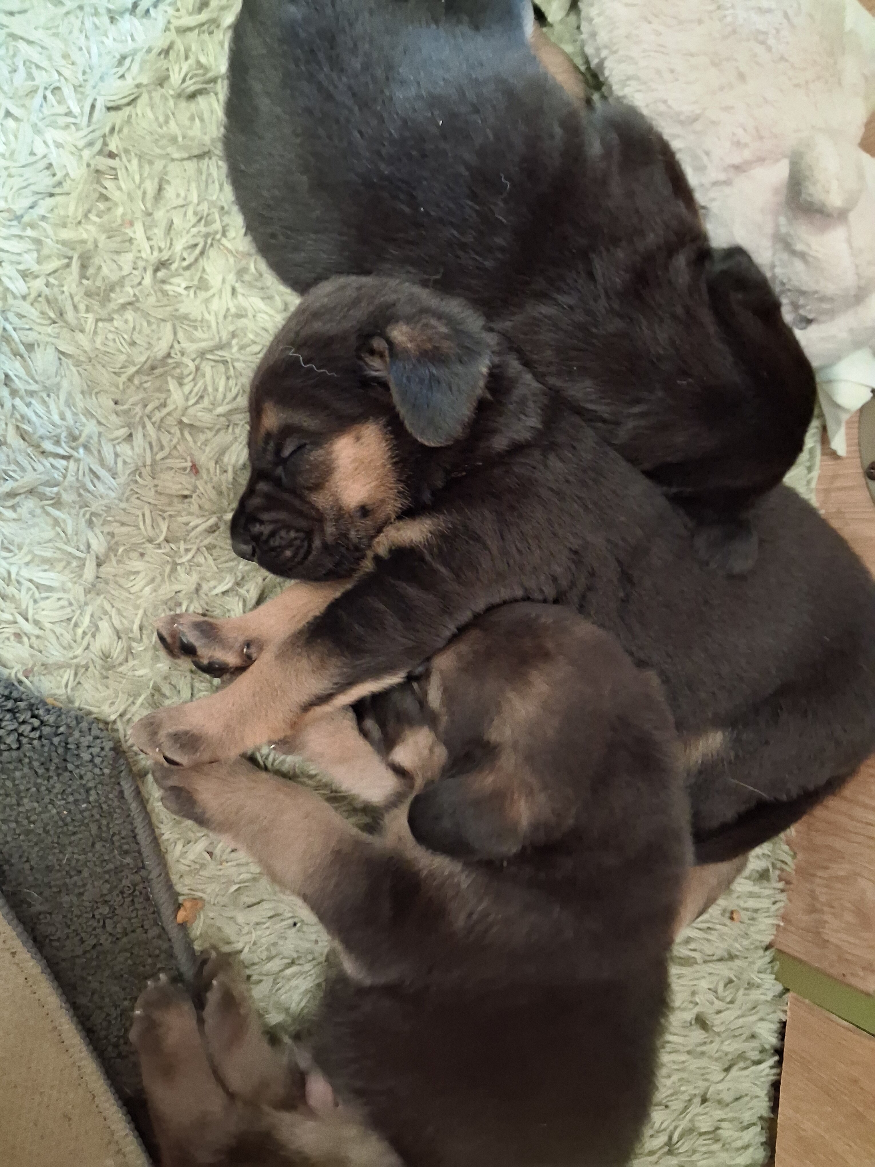 German shepherd/bloodhound pups image 2