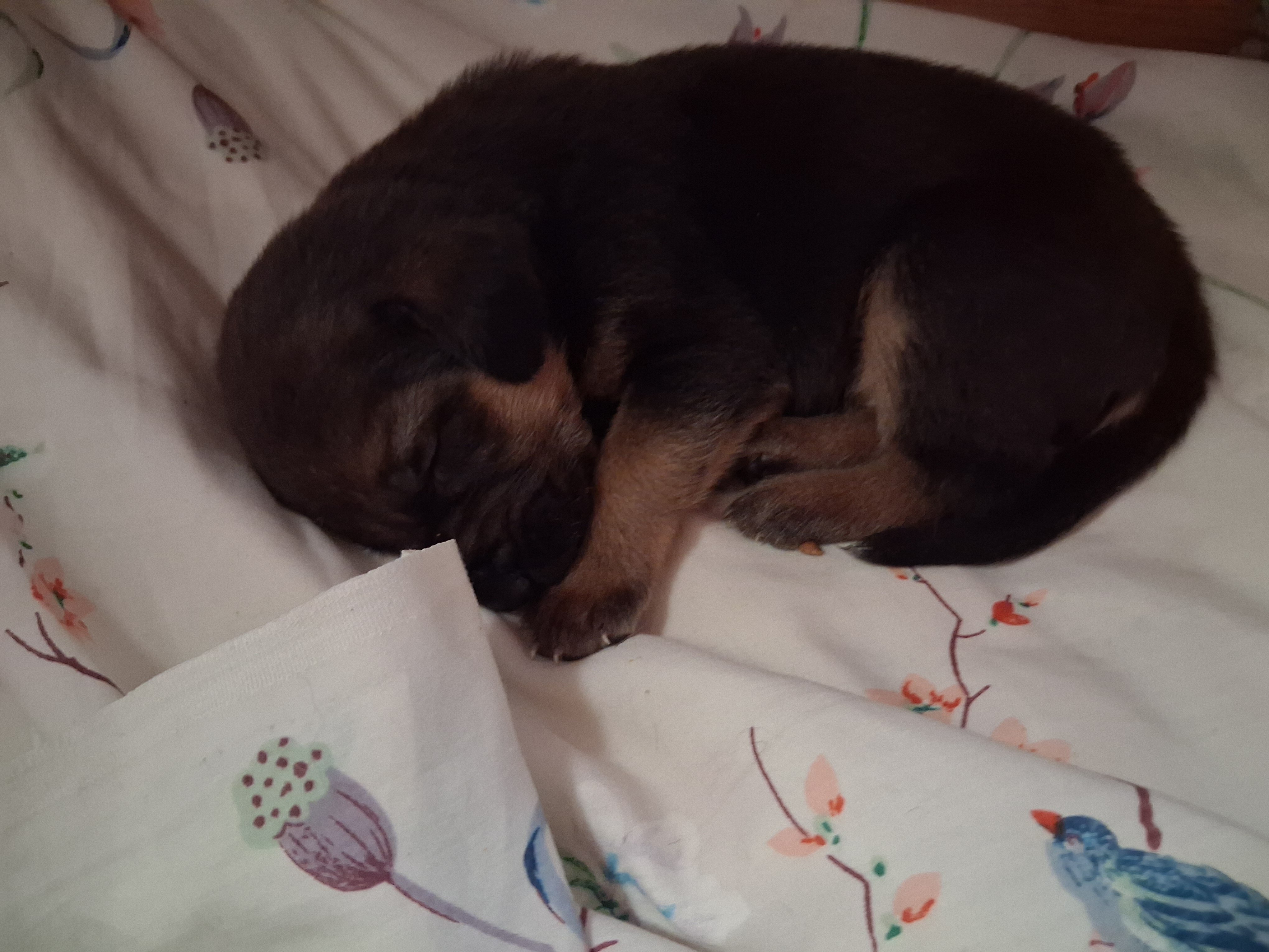 German shepherd/bloodhound pups image 1