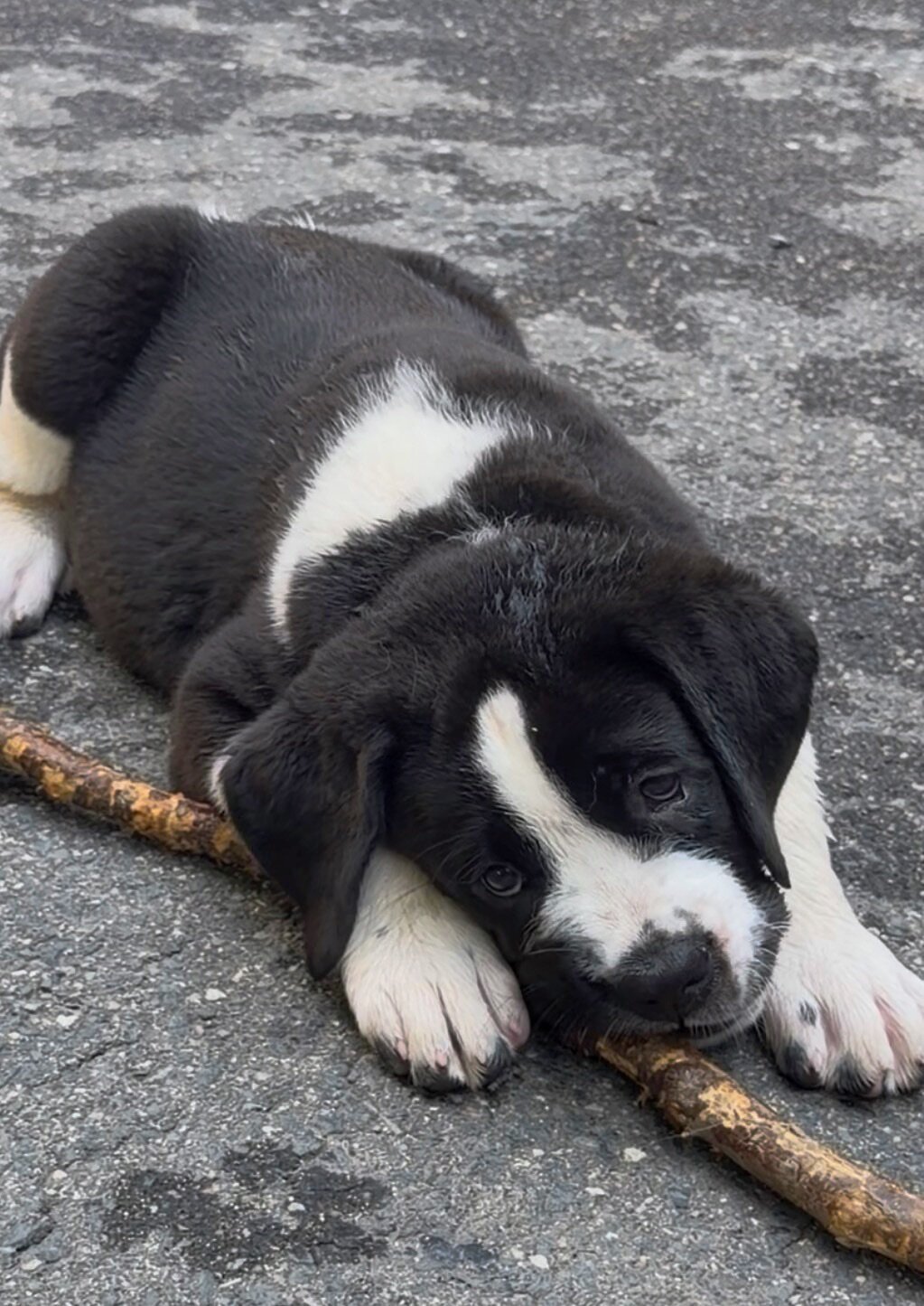 St. Bernard mixed puppies image 2