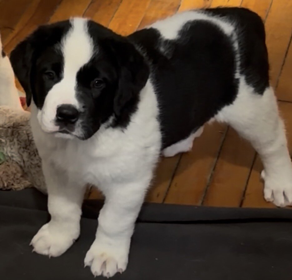St. Bernard mixed puppies image 4