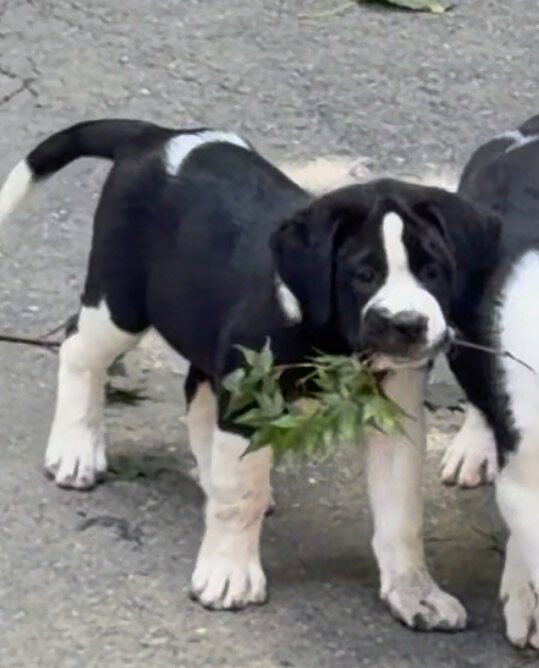 St. Bernard mixed puppies image 3